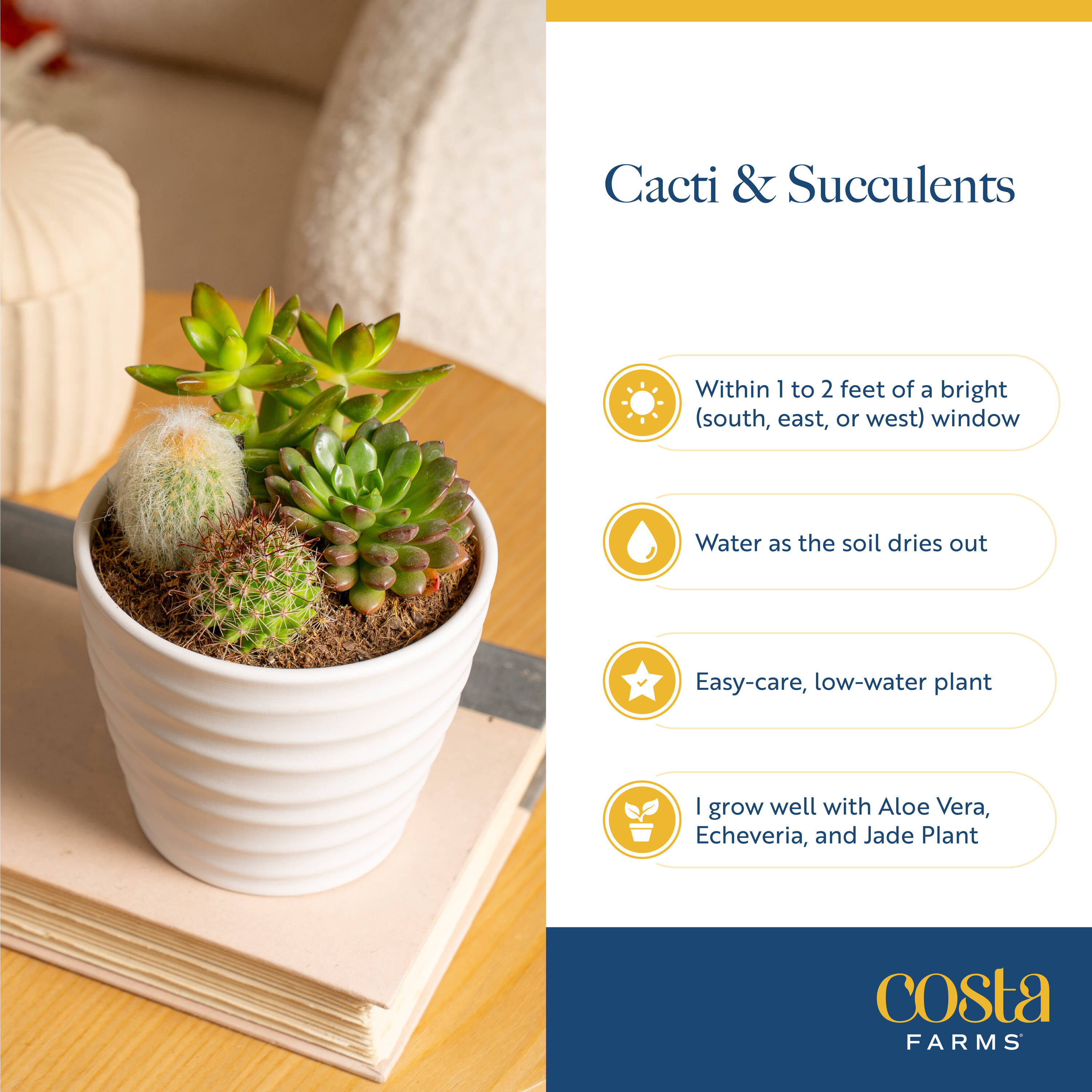 Costa Farms 8853332 hseplants - View #5