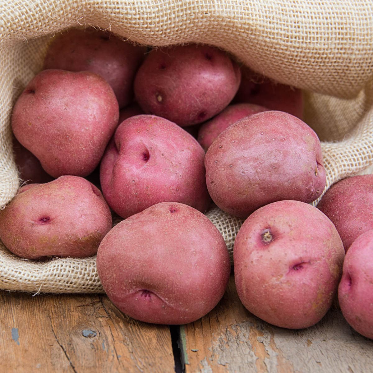 Gardener's Best Potato Grow Bag - Holds 50 Quarts of Soil