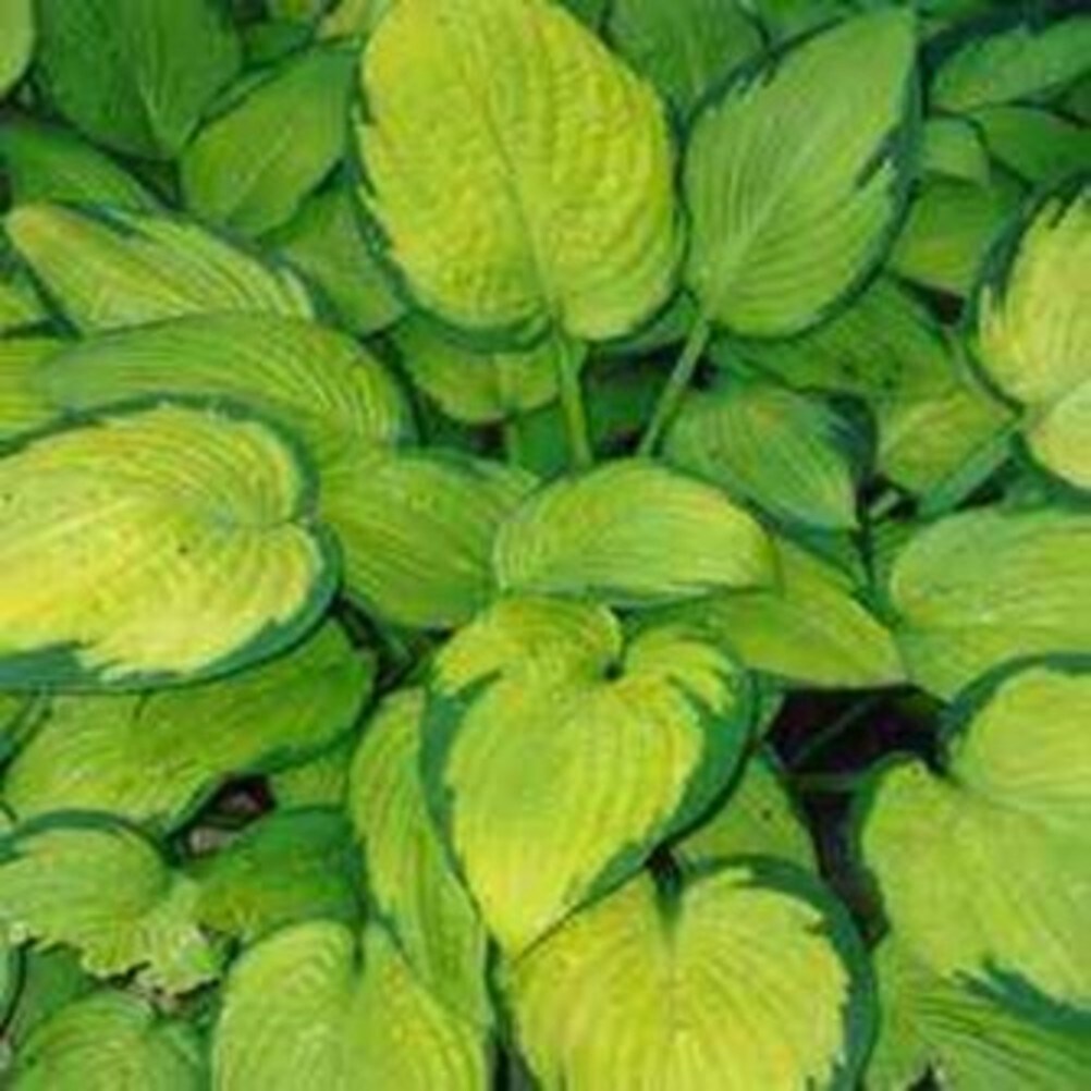 Lowe's 5197070 perennials - View #4