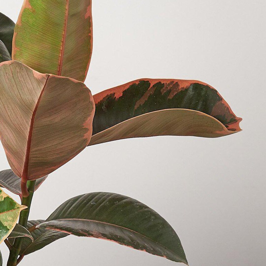 House Plant Shop 6-FICUS-RUBYPINK hseplants - View #4