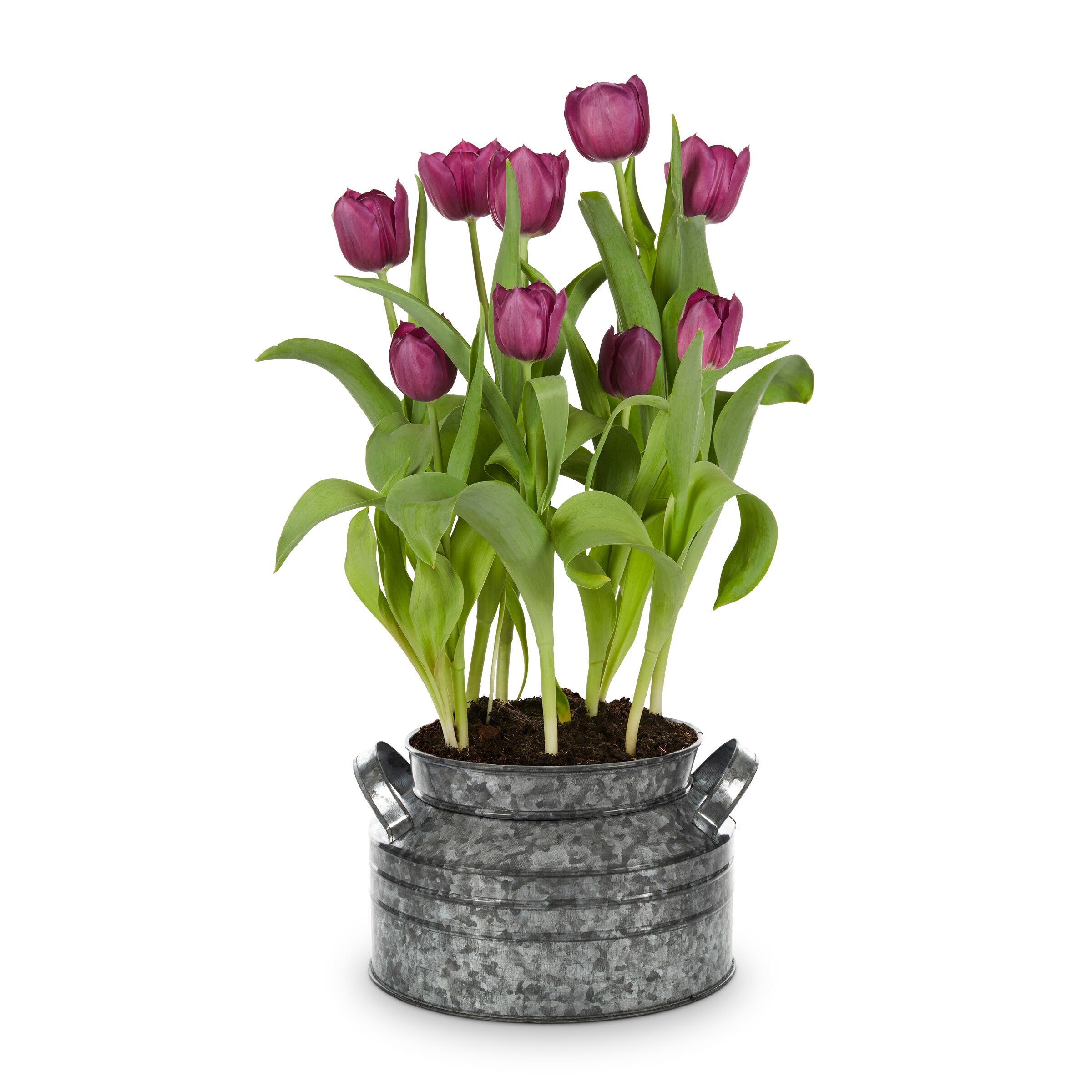 Lowe's NURSERY annuals - View #3