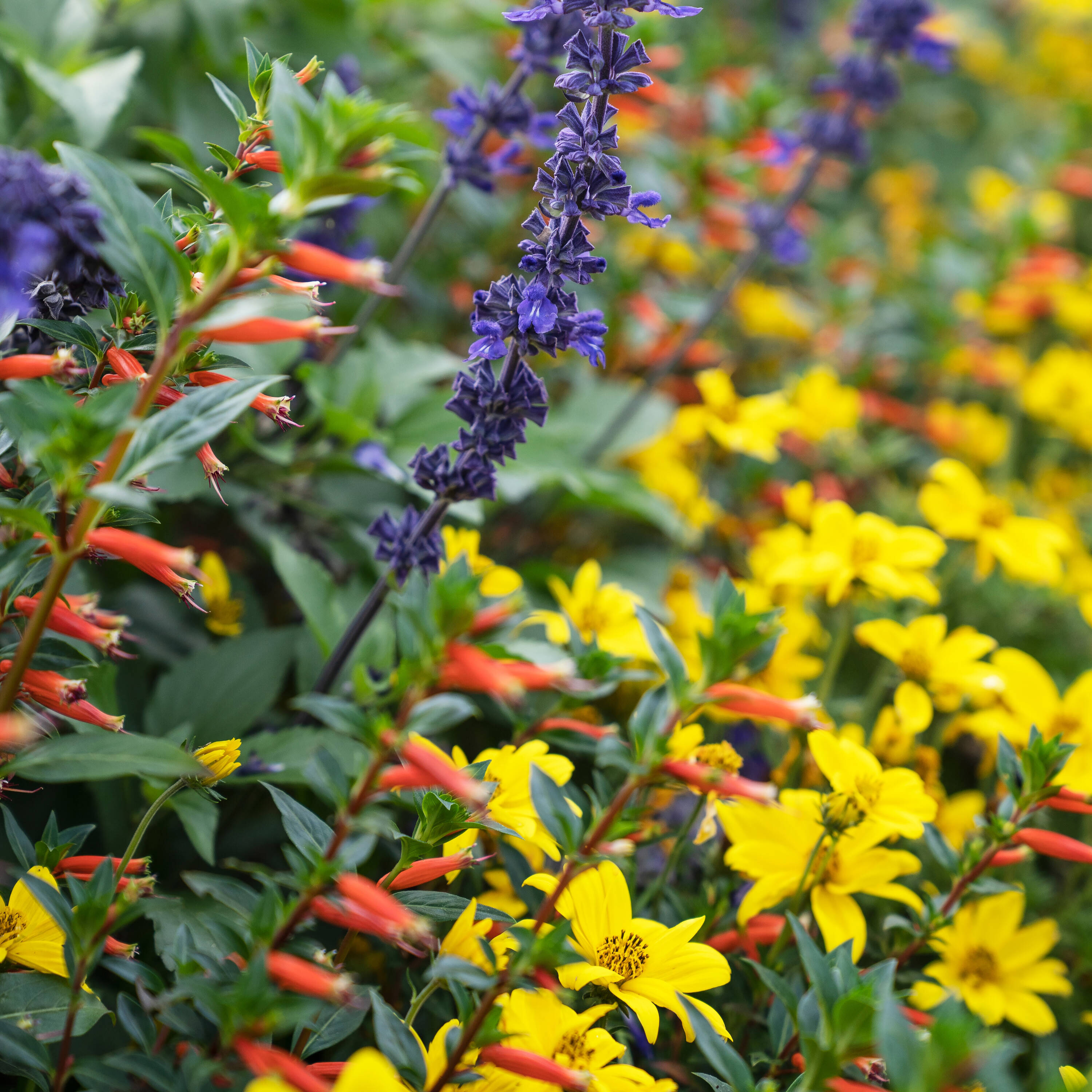 Proven Winners CUPPRW2027504 annuals - View #6
