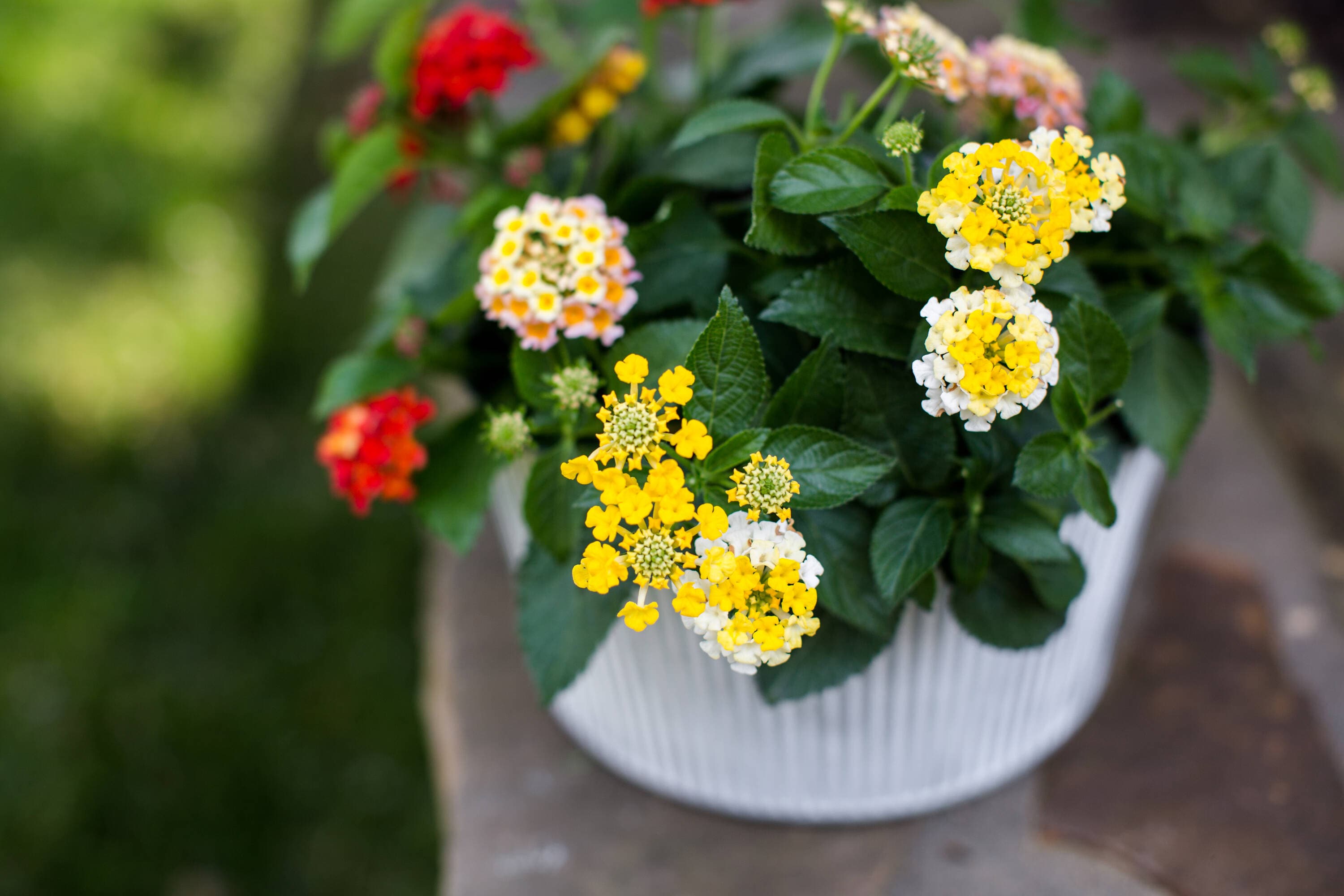 Monrovia 79168 annuals - View #4