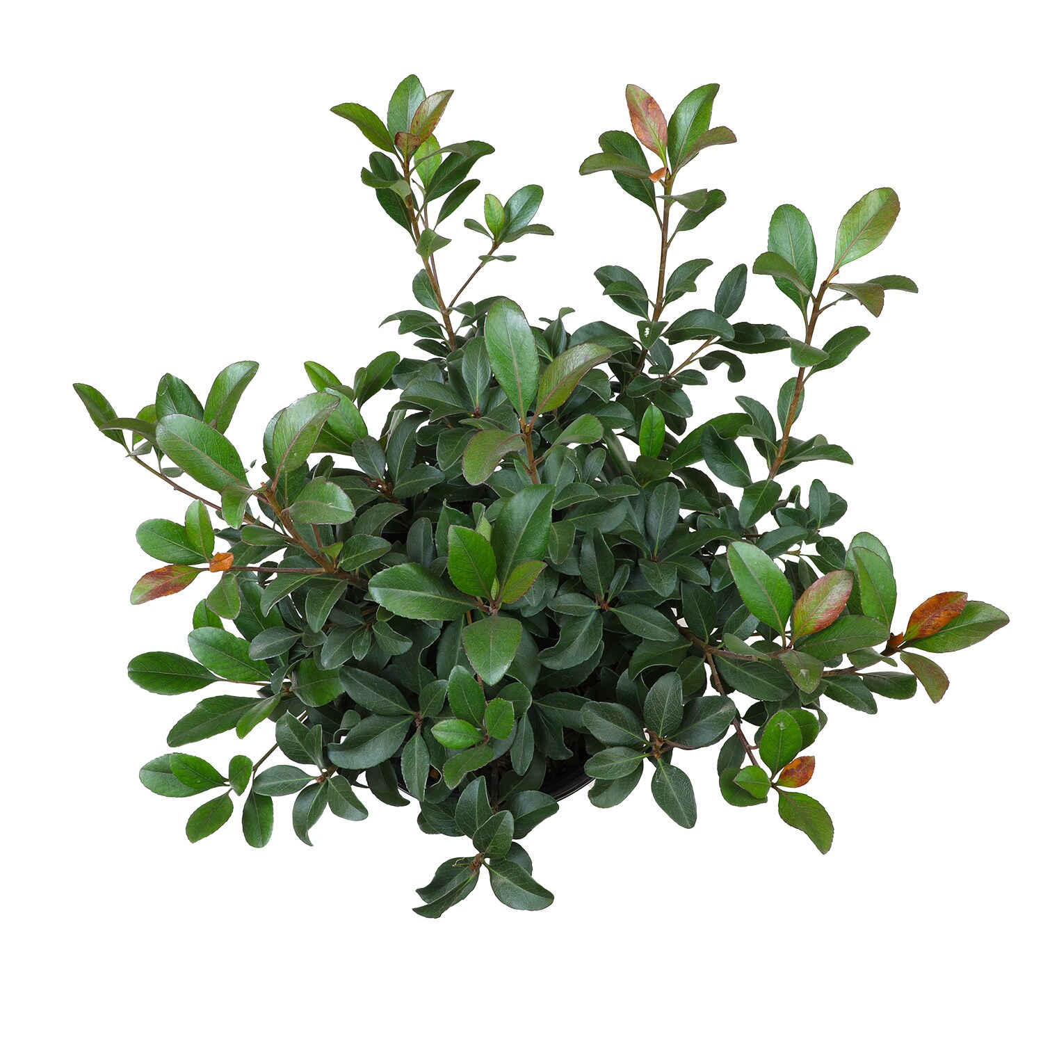 Altman Plants 0881416 shrubs - View #2