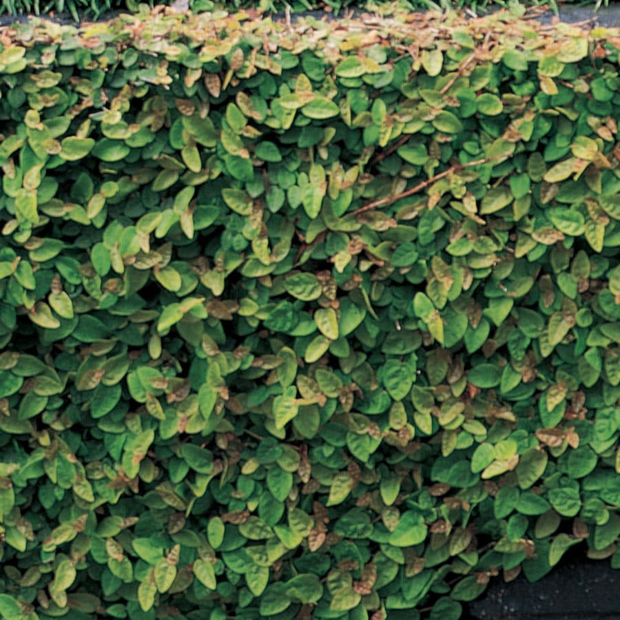 Lowe's DGFICUS Gallon(s) Creeping Fig in Pot