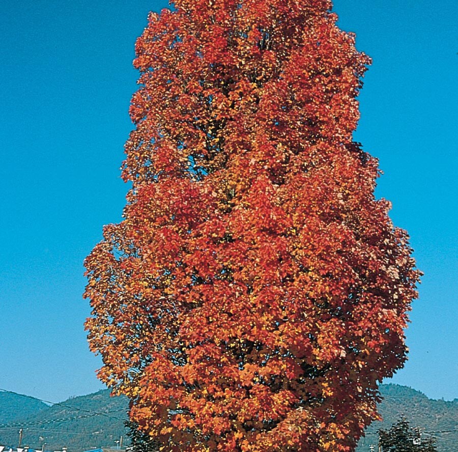 Lowe's 8.86513083583E11 5.5-Gallon Red Flowering Armstrong Red Maple In Pot (With Soil)