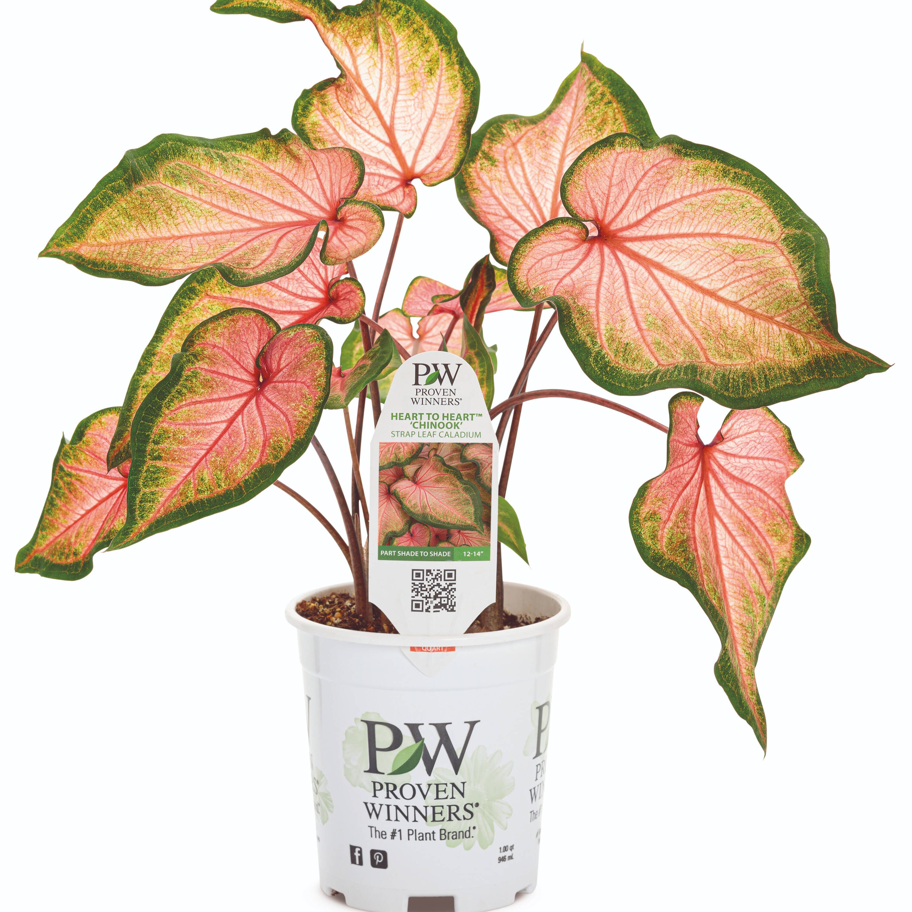 Proven Winners CLDPRW1317800 annuals - View #4