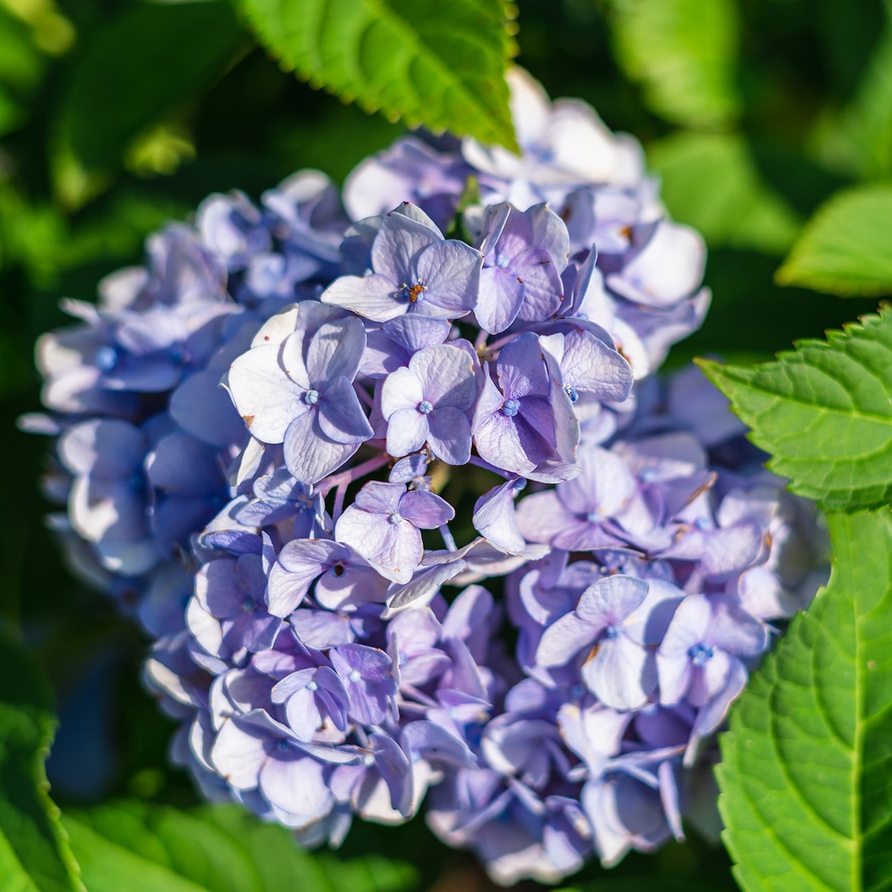 Perfect Plants LOENDLESSSUMMER3G shrubs - View #5