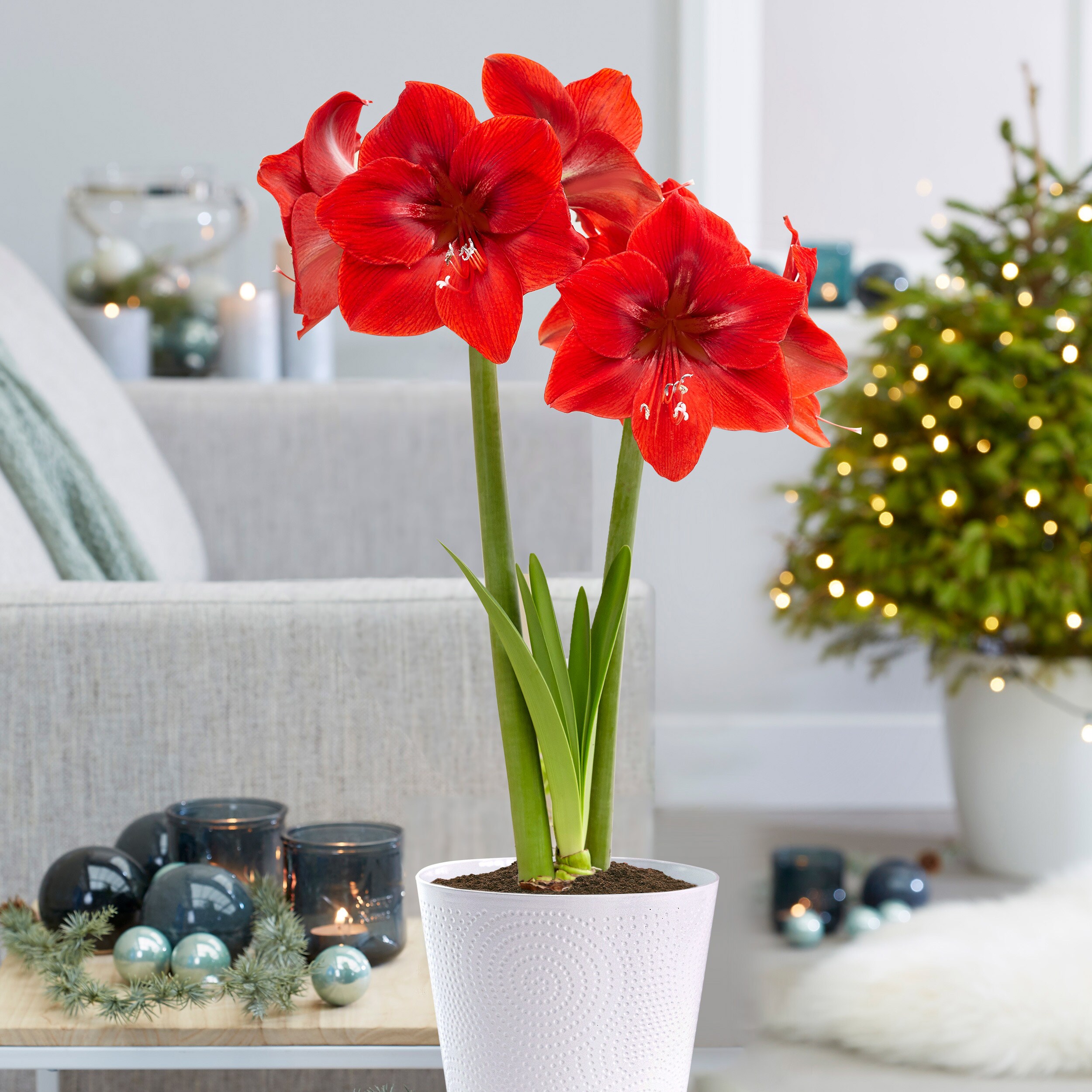 Garden State Bulb ECH-01-02-01 Plant-Bulbs - View #10