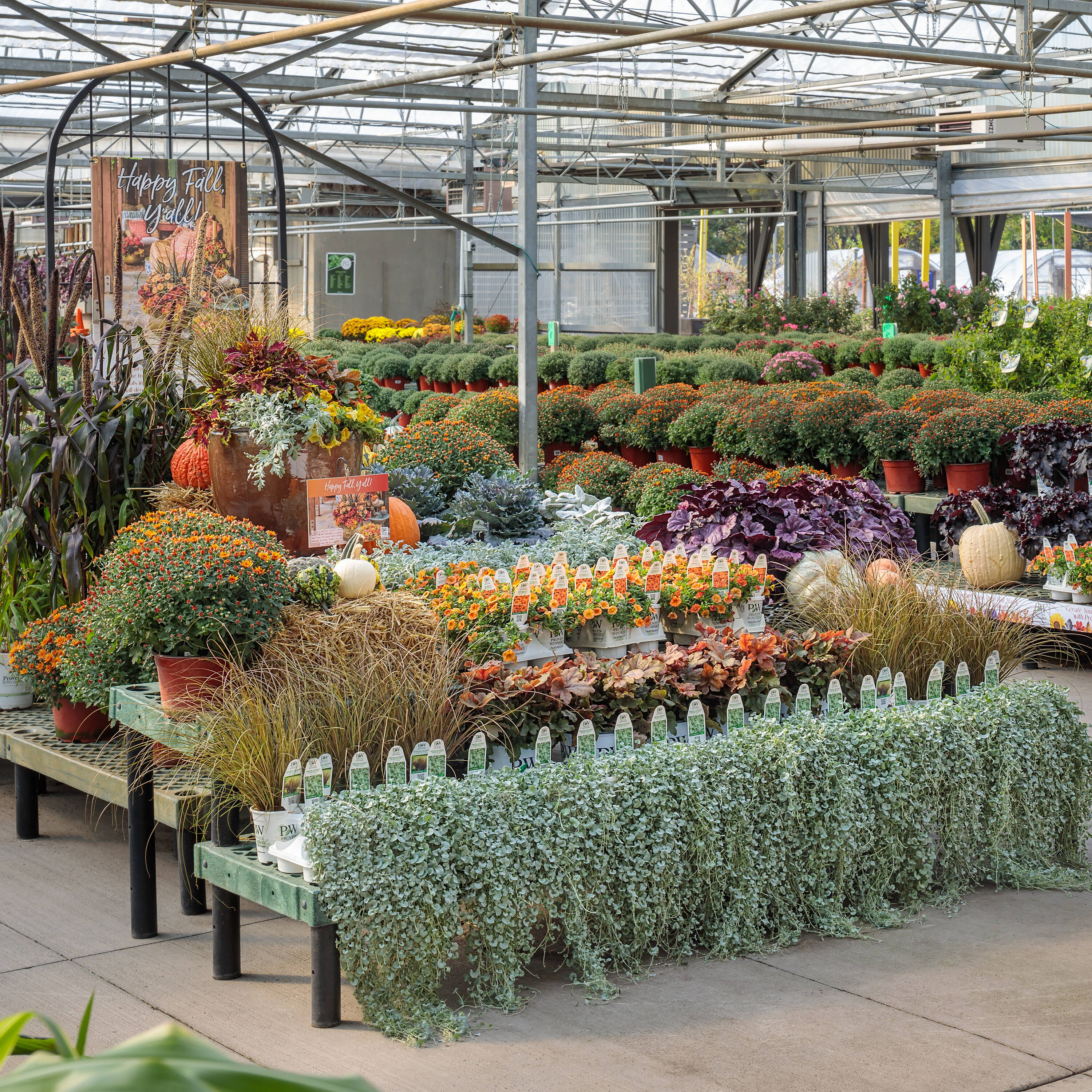 Proven Winners SENPRW0017100 annuals - View #3