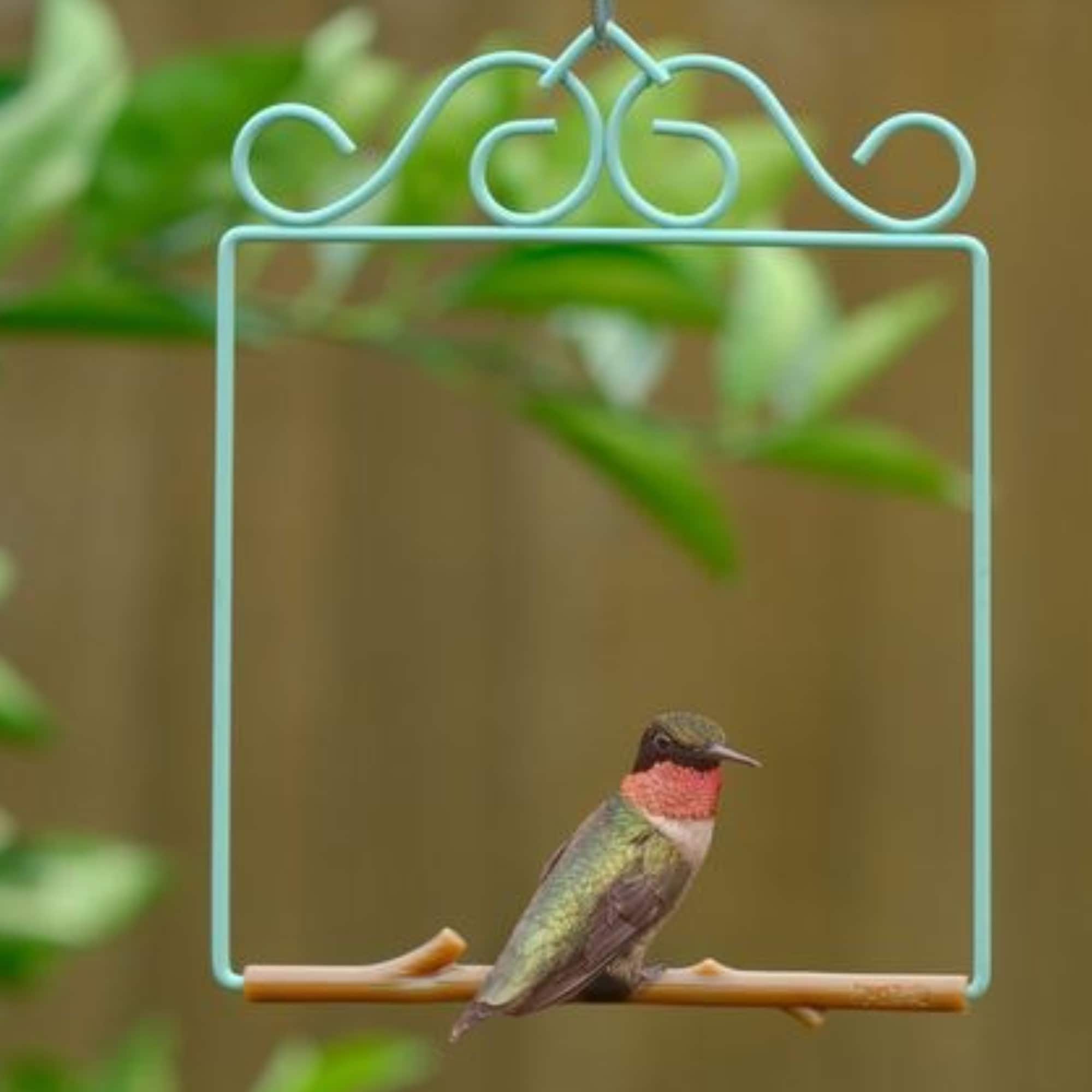 Pop's Birding OGVC-BR Bird-Feeder-Accessories - View #3