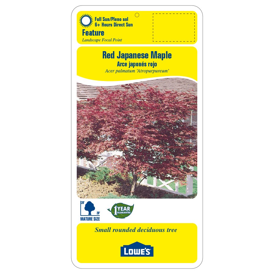 Lowe's 3.25-Gallon Red Feature Red Japanese Maple In Pot (With Soil) in ...