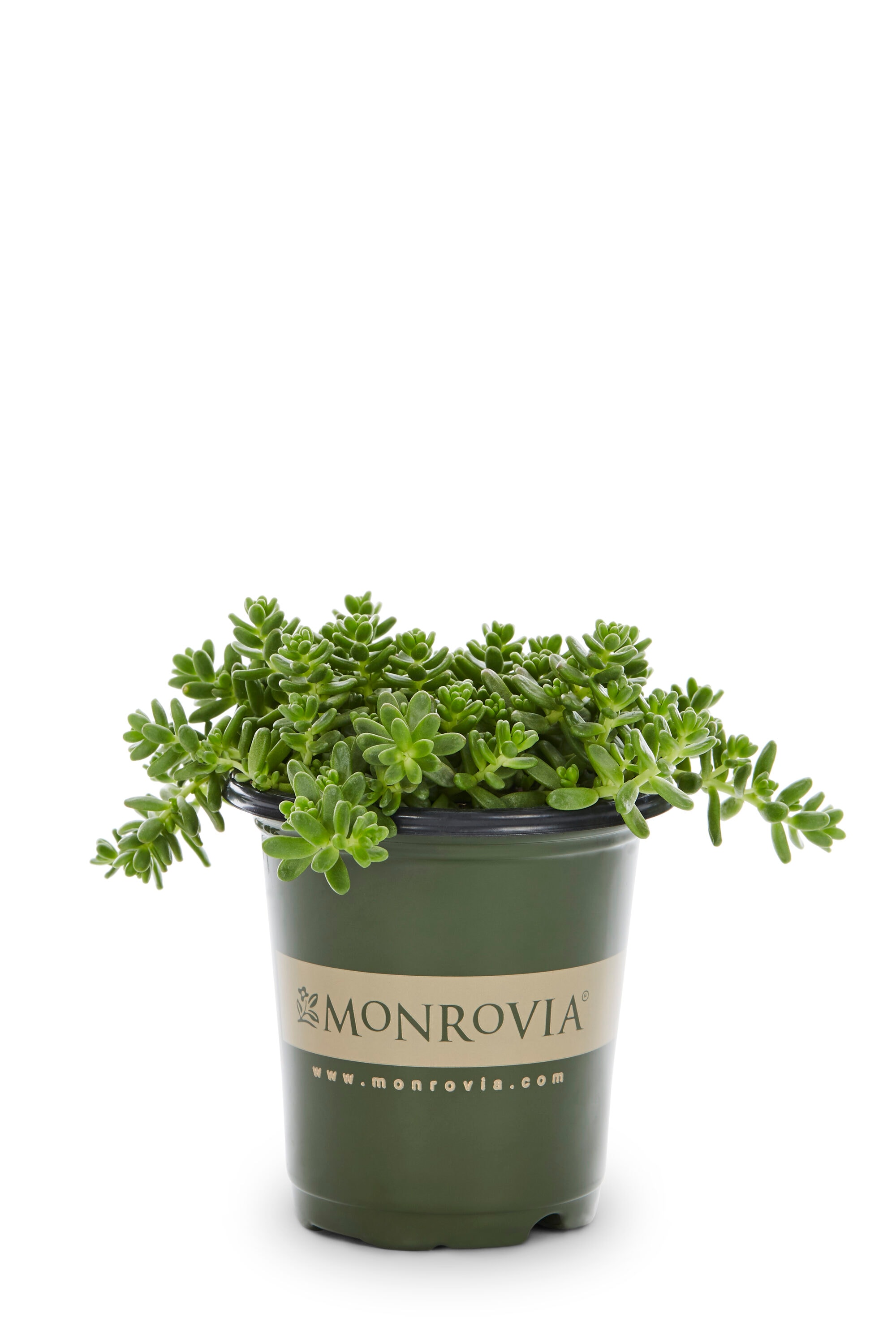 Monrovia Yellow Sedum Plant in 1-Pint Pot 6-Pack in the Perennials ...