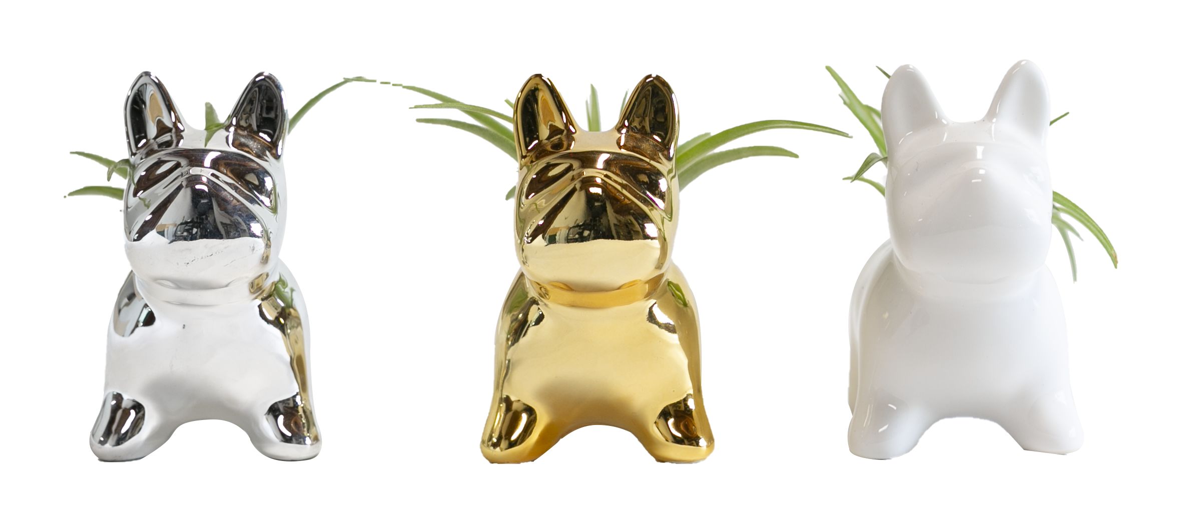 LiveTrends ASB02635 TILLY PEDIGREE House plant in 1 Pack Pot 1.0 -Pack