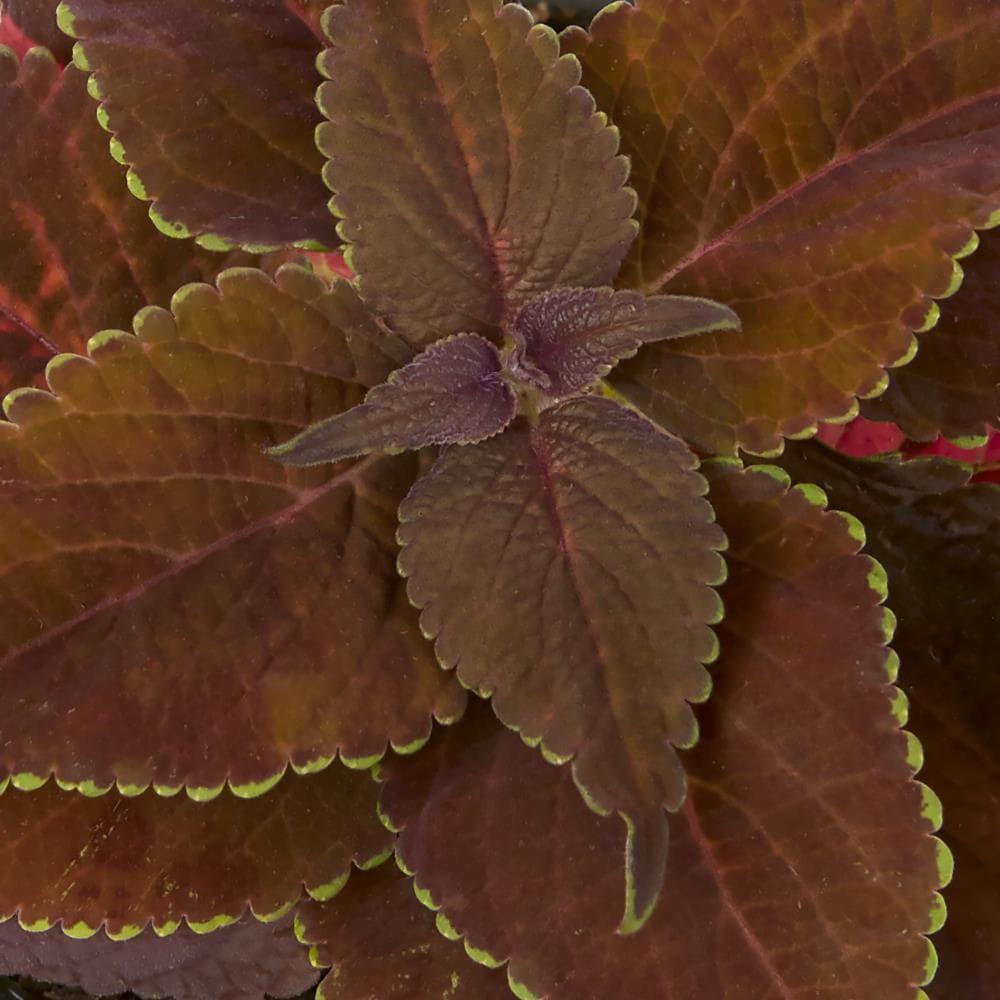 Monrovia NURSERY annuals - View #5