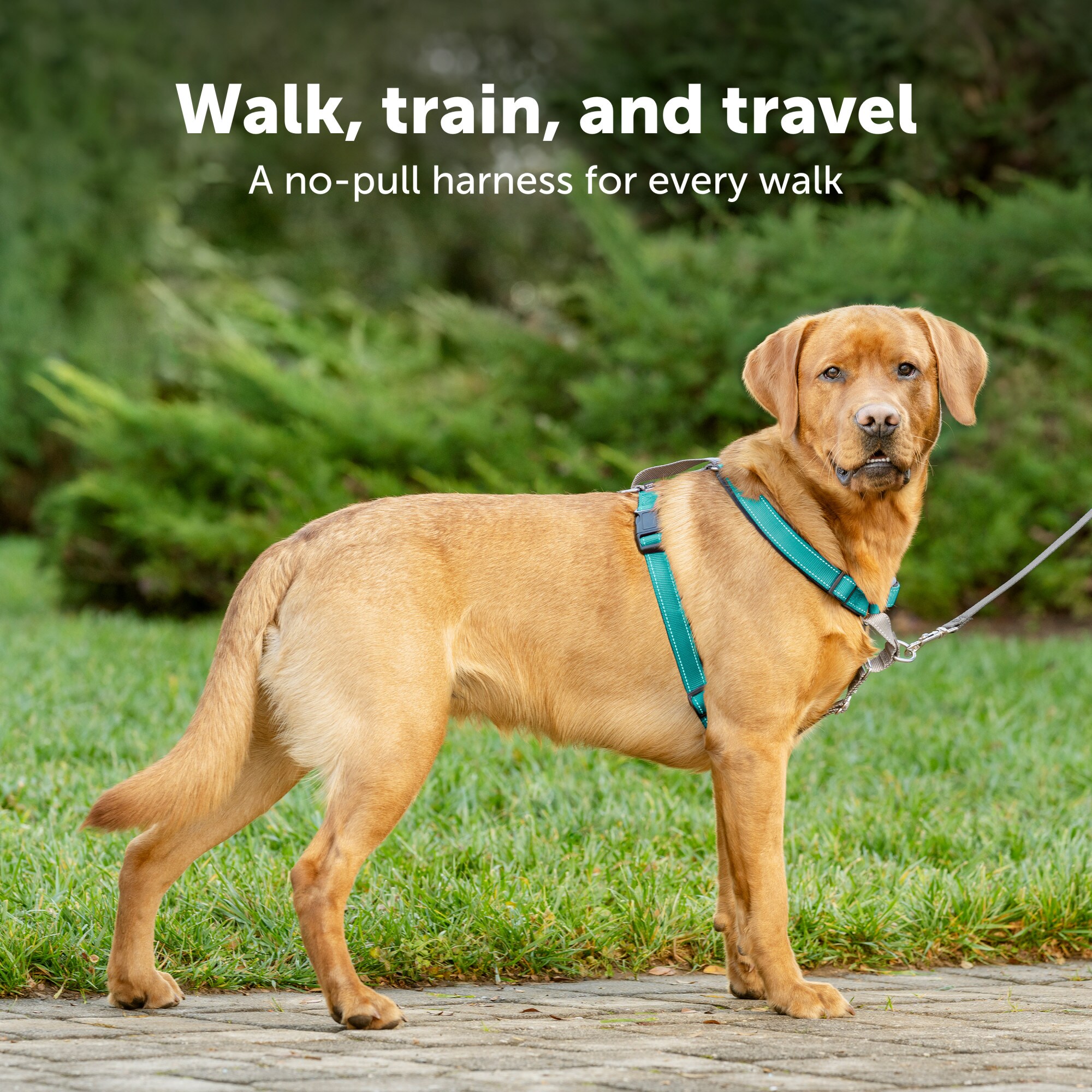 PetSafe 3IN1-M-PLUM Dog-Collars-Harnesses - View #2