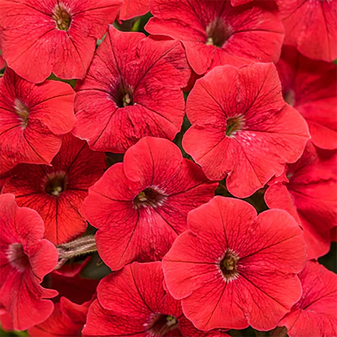 Proven Winners 5199155 annuals - View #2