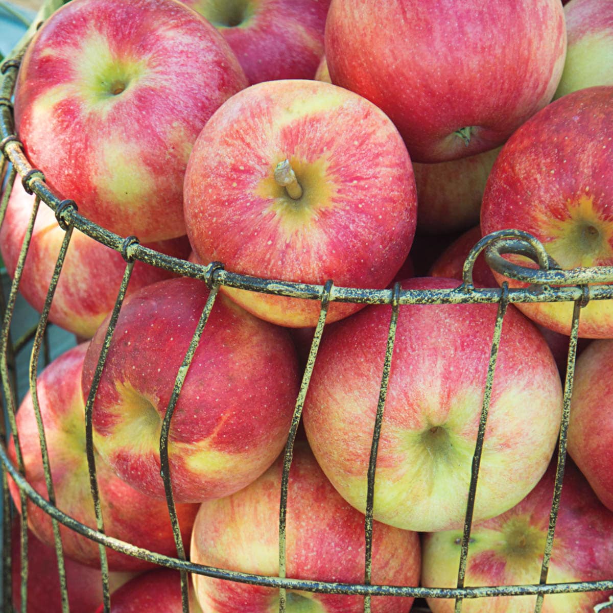 Gurney's Seed and Nursery 07696 1 Count Fruit Tree Pink Lady Standard Apple Bareroot