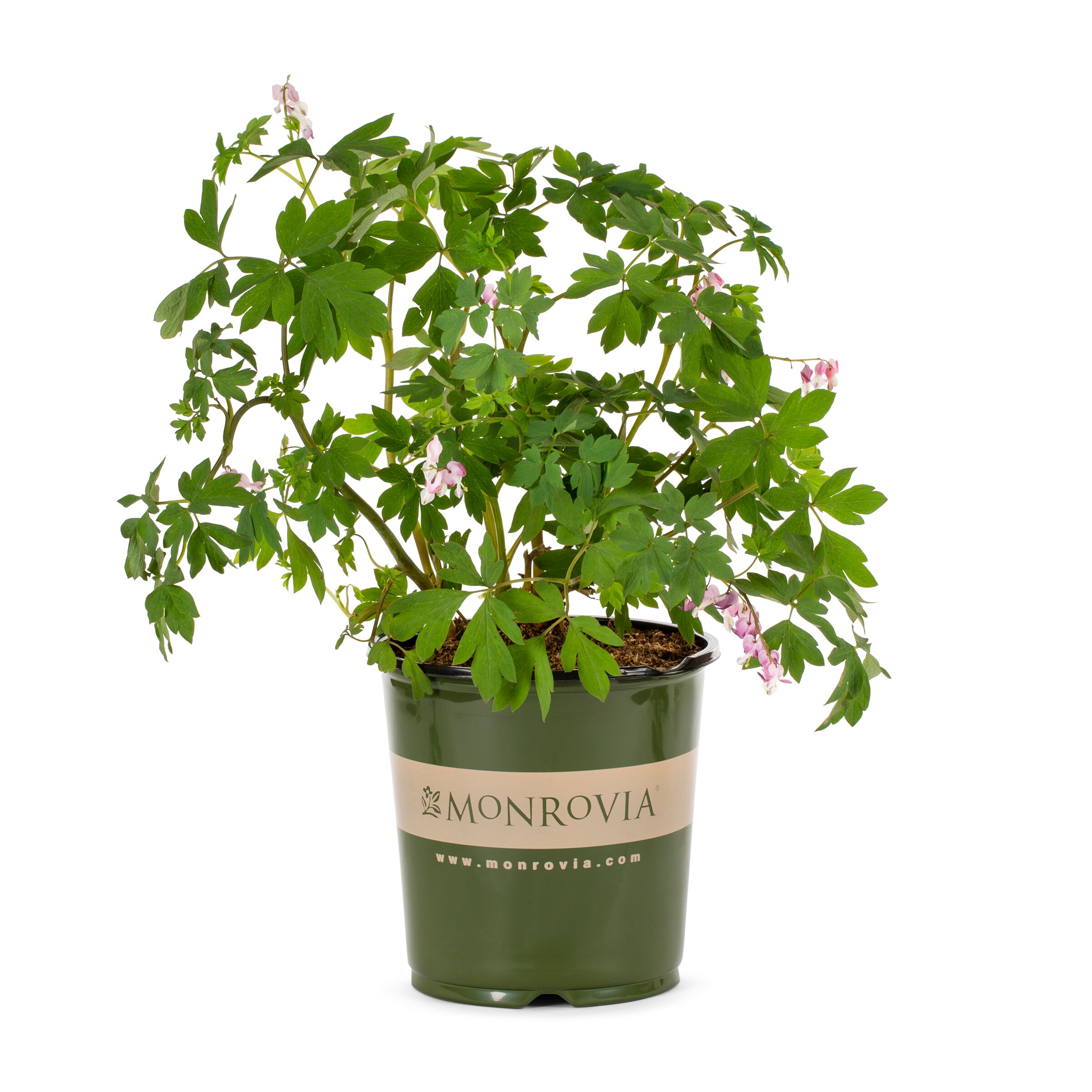 Monrovia 1152079  Dicentra Valentine Plant in 1 -Gallon