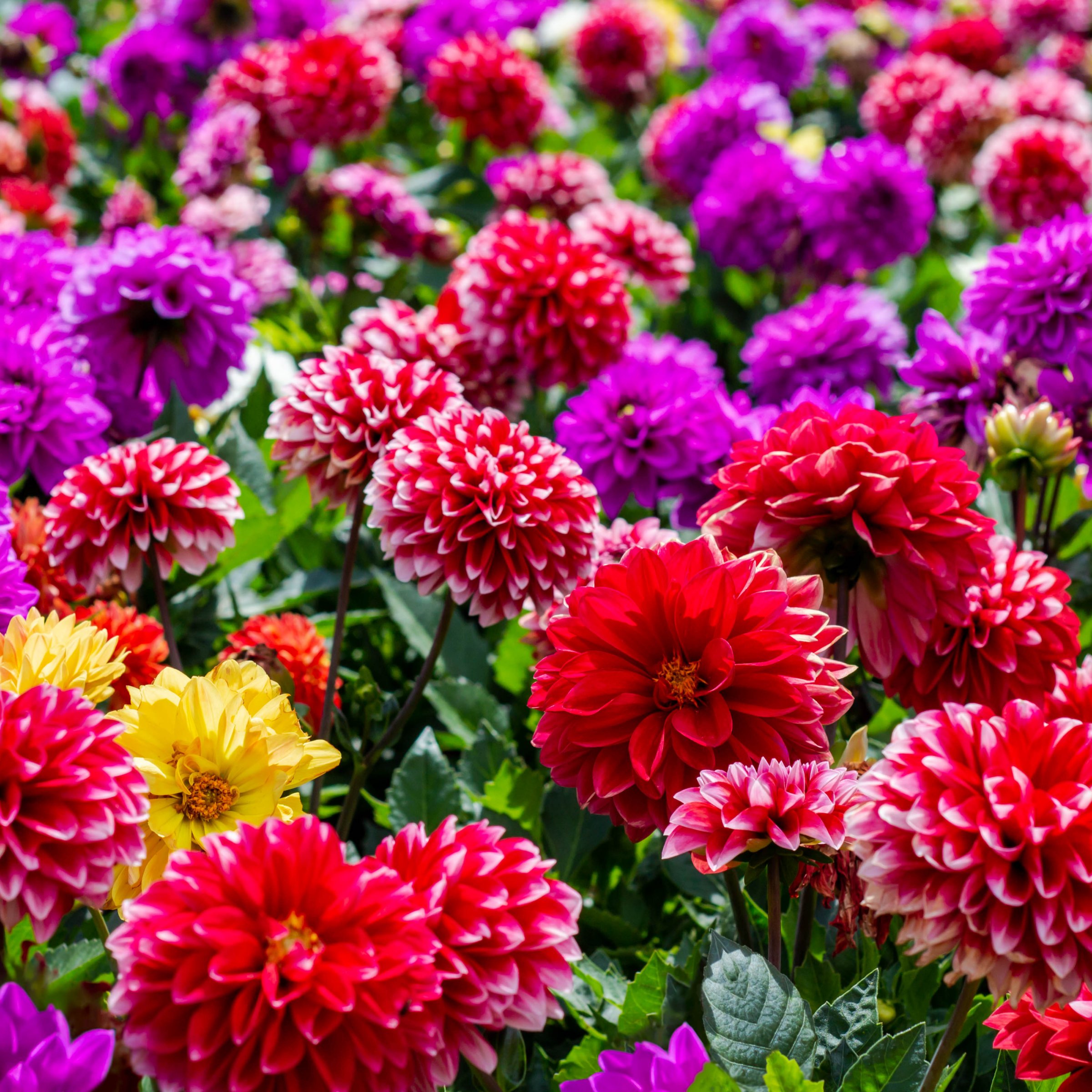 National Plant Network LW3416 Plant-Bulbs - View #4