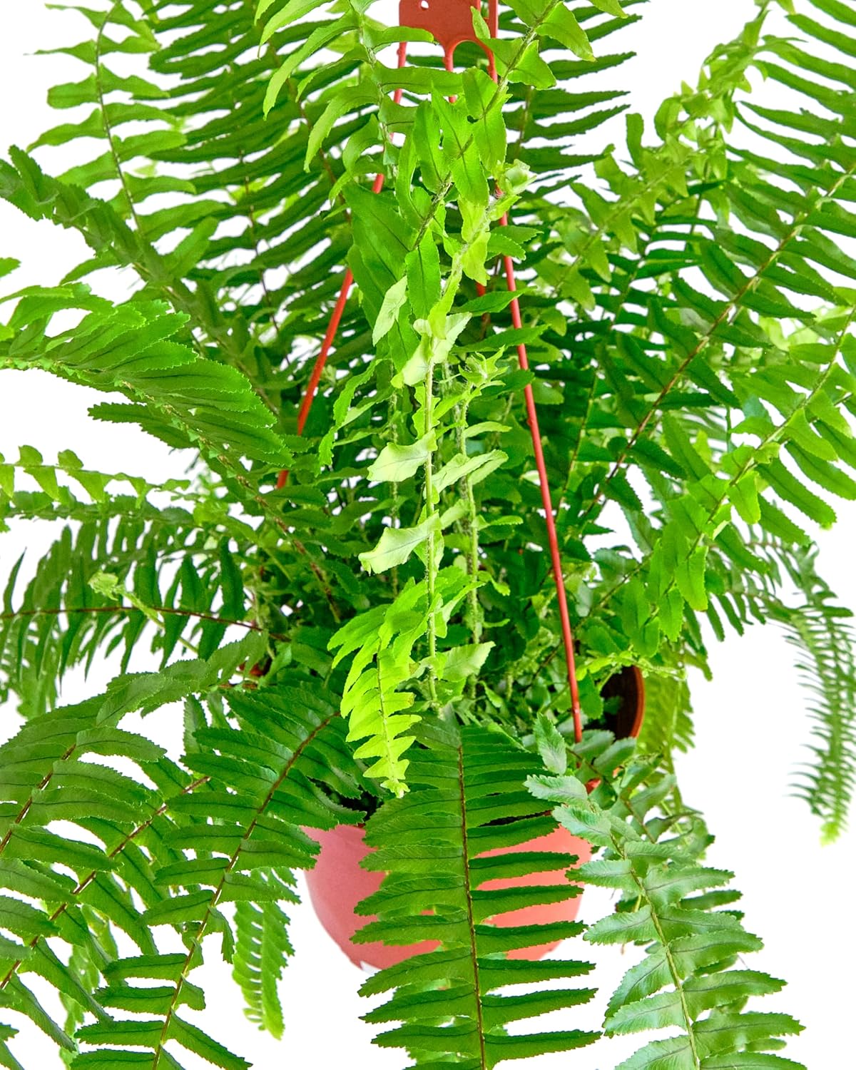 Shop Succulents 1-QUEEN-FERN-6-1PA hseplants - View #3