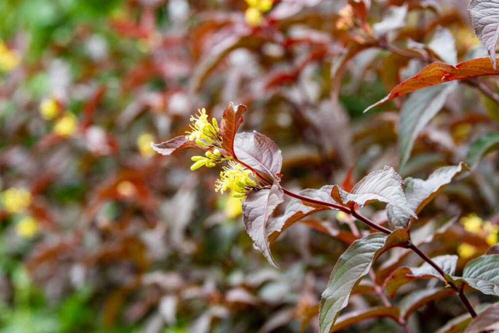 Spring Hill Nurseries 78589 shrubs - View #4