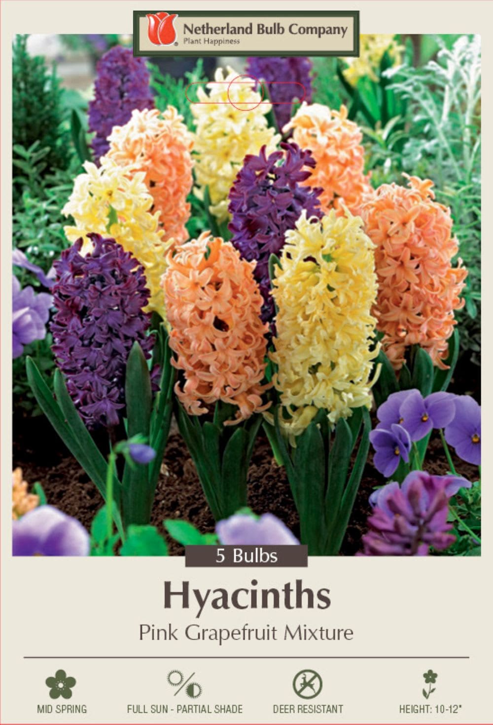 Hirt's Gardens 840344220760 Pink Grapefruit Mix Hyacinth 5 Bulbs - Fragrant - 15/16 cm Bulbs - New
