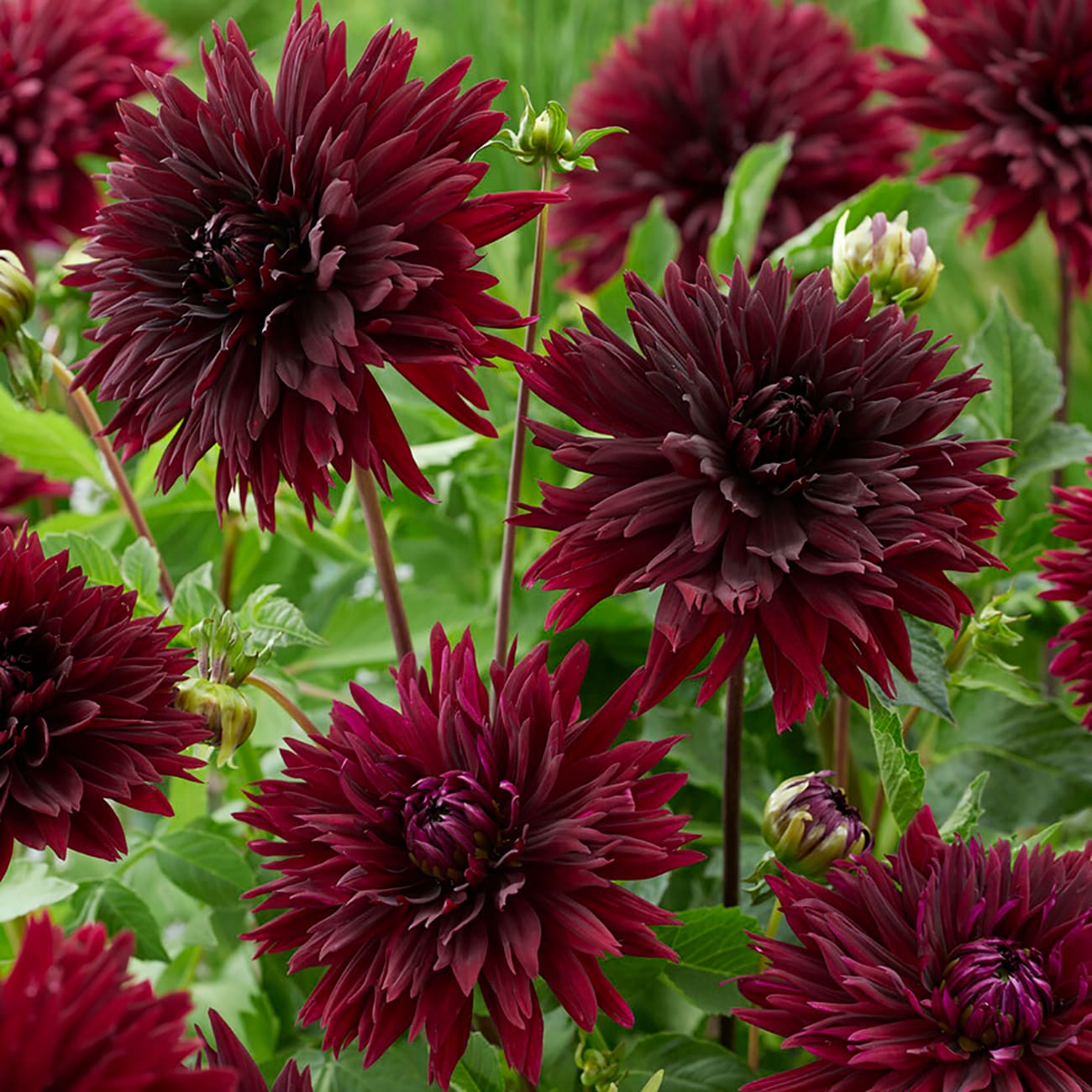 Van Zyverden 84129 Purple Dahlia Bulbs 3 Count