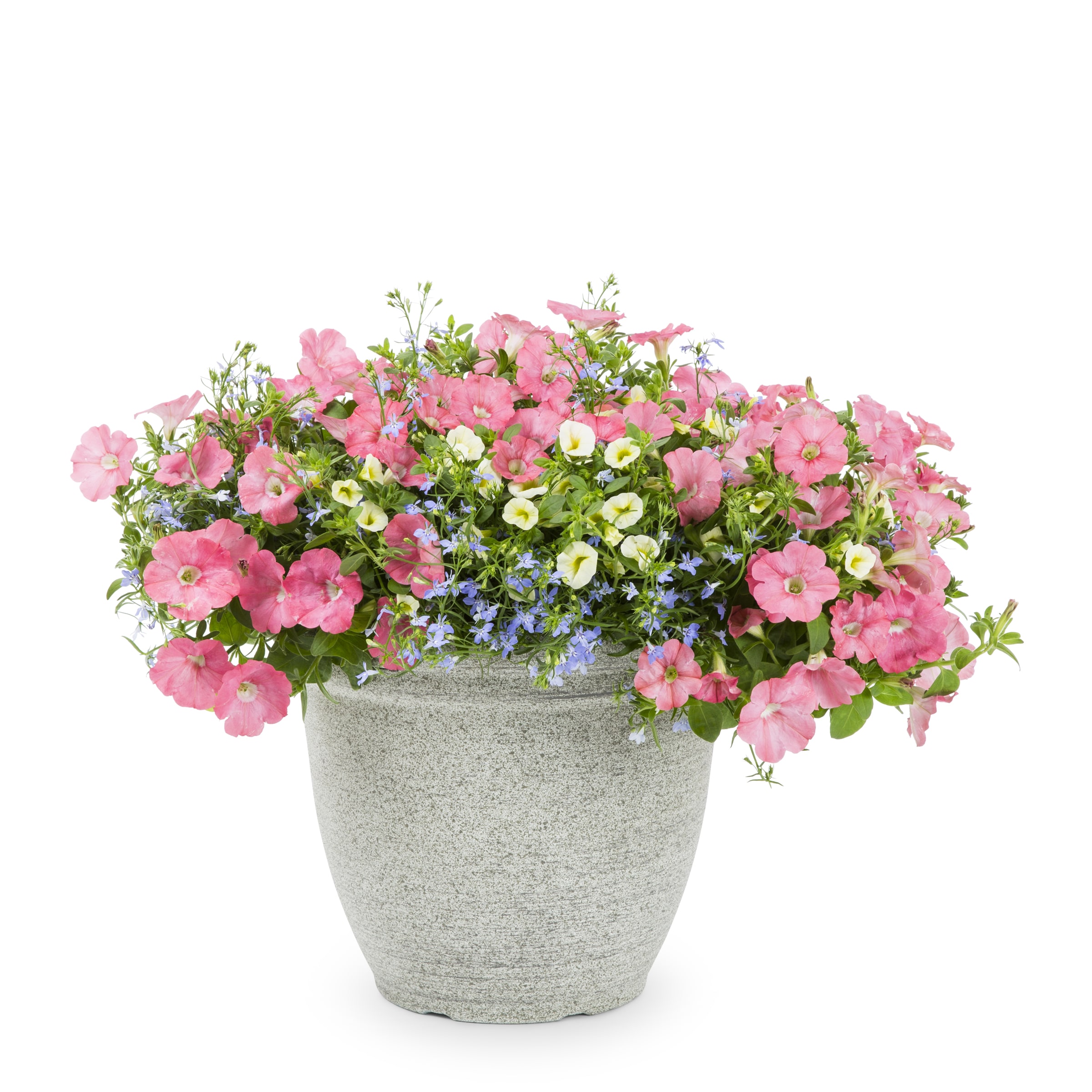 Multicolor Calibrachoa, Lobelia, Petunia In 3-gallon Planter In The 