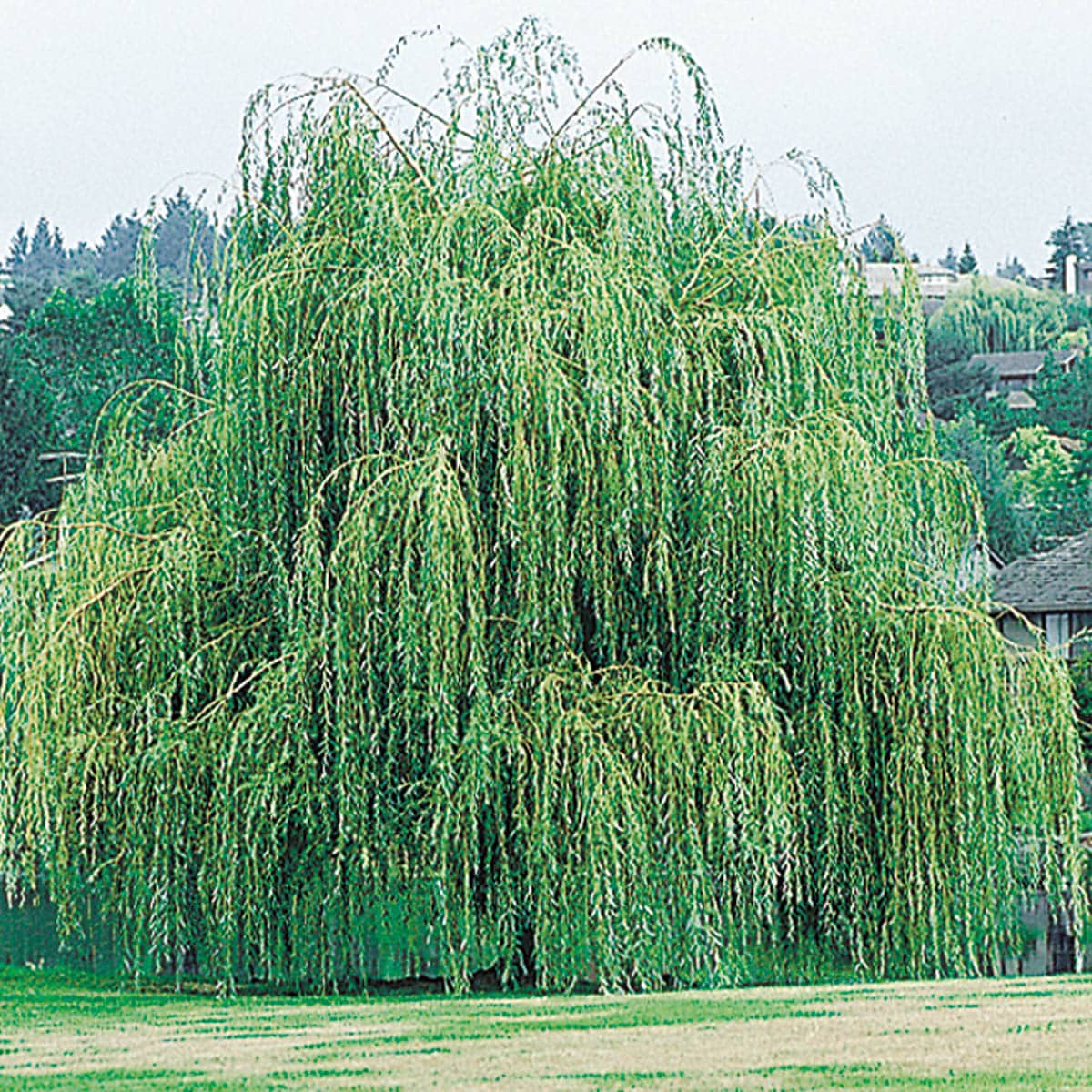 Spring Hill Nurseries 61624 1 Count Shade Tree Weeping Willow Starter Bareroot