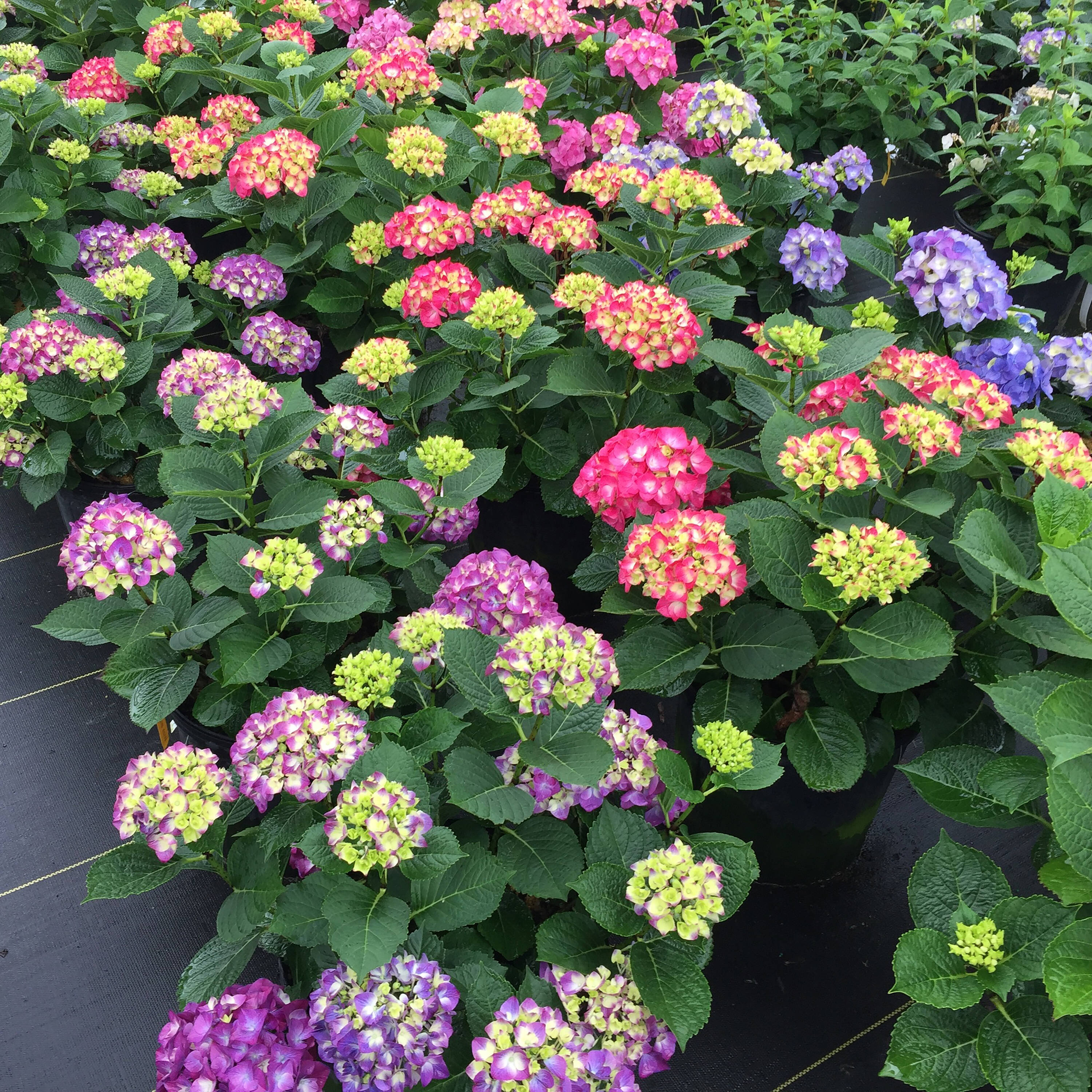Proven Winners HYDPRC4006101 shrubs - View #2