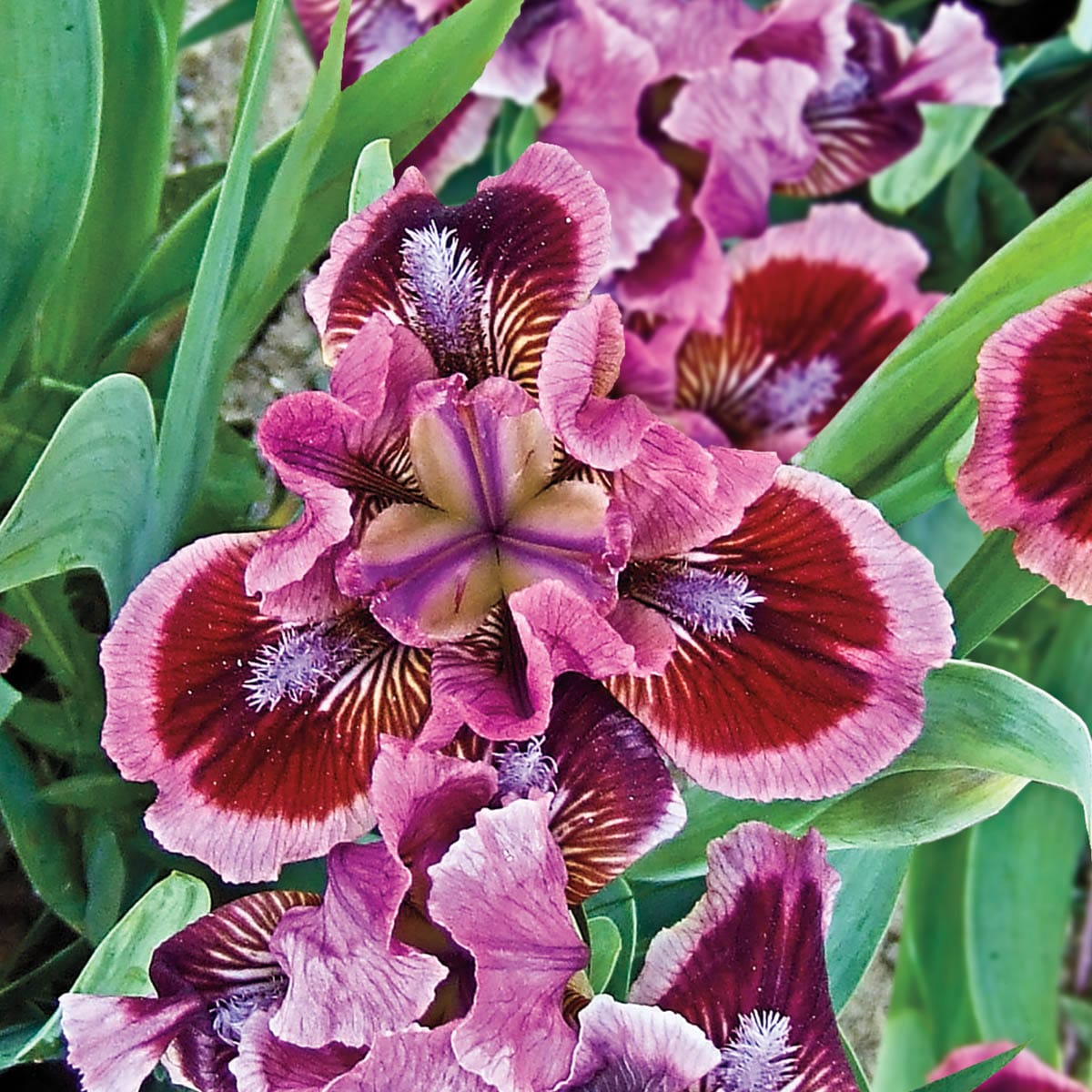 Breck's Multicolor Cat's Eye Dwarf Bearded Iris Perennial Plant in