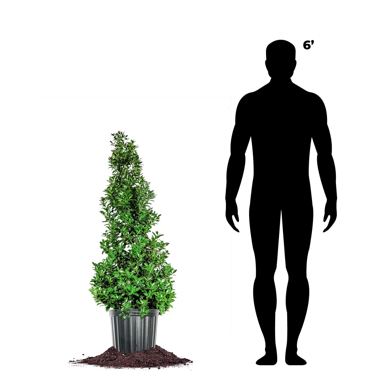Perfect Plants LOOAKLEAFHOLLY5G shrubs - View #4