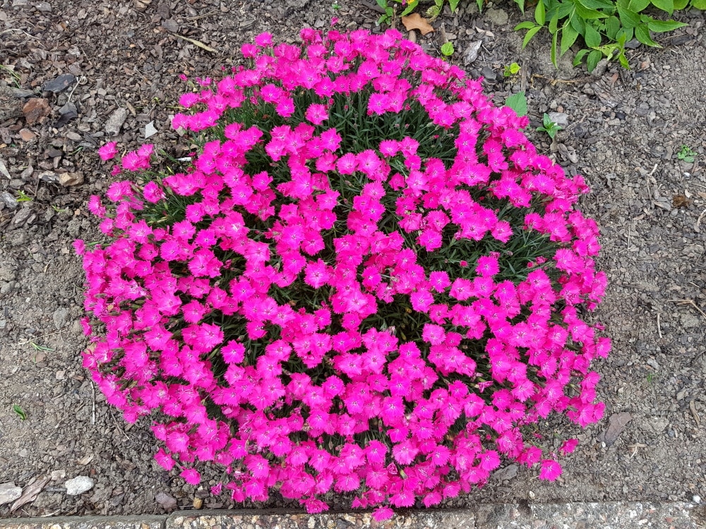 Spring Hill Nurseries 63909 perennials - View #4