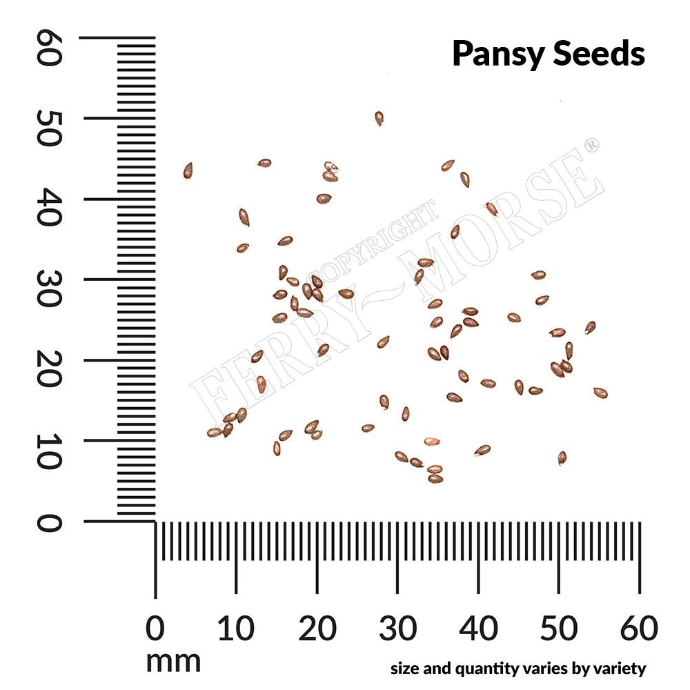 Ferry-Morse LC25.6218 seeds - View #4