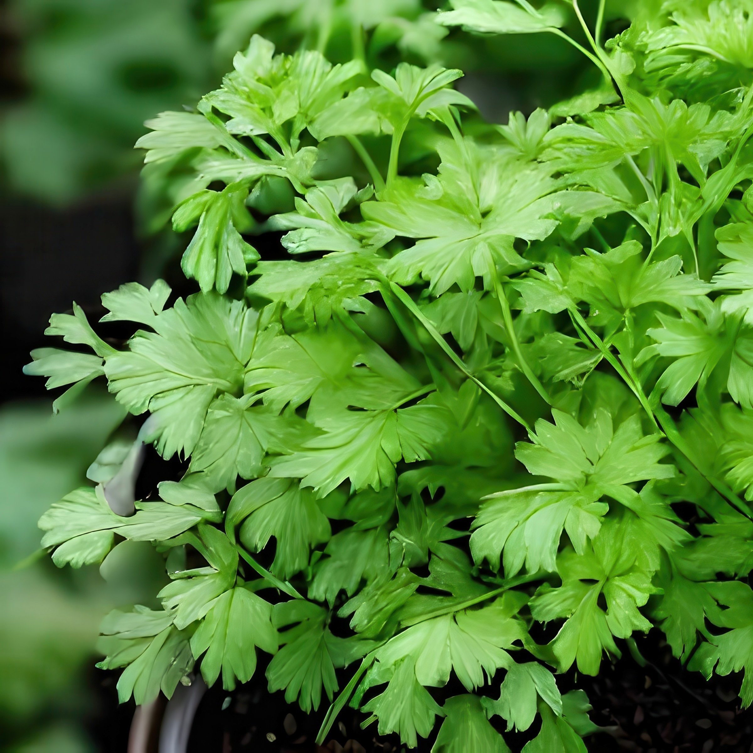 National Plant Network LW2252 3 -Pack Cilantro in 3 -Pack Pot