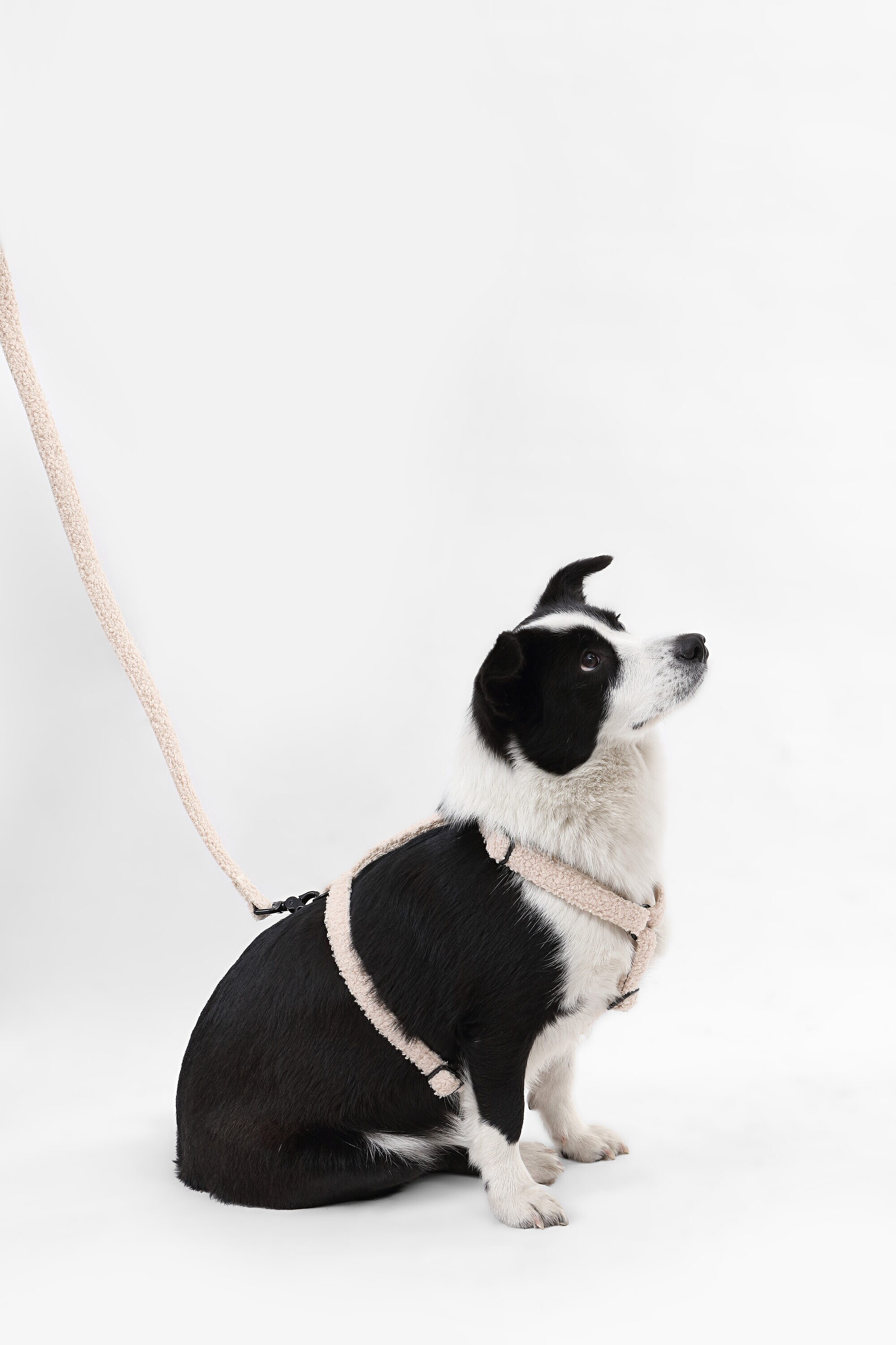 The Licker Store WLK1003A-4SET Dog-Collars-Harnesses - View #3