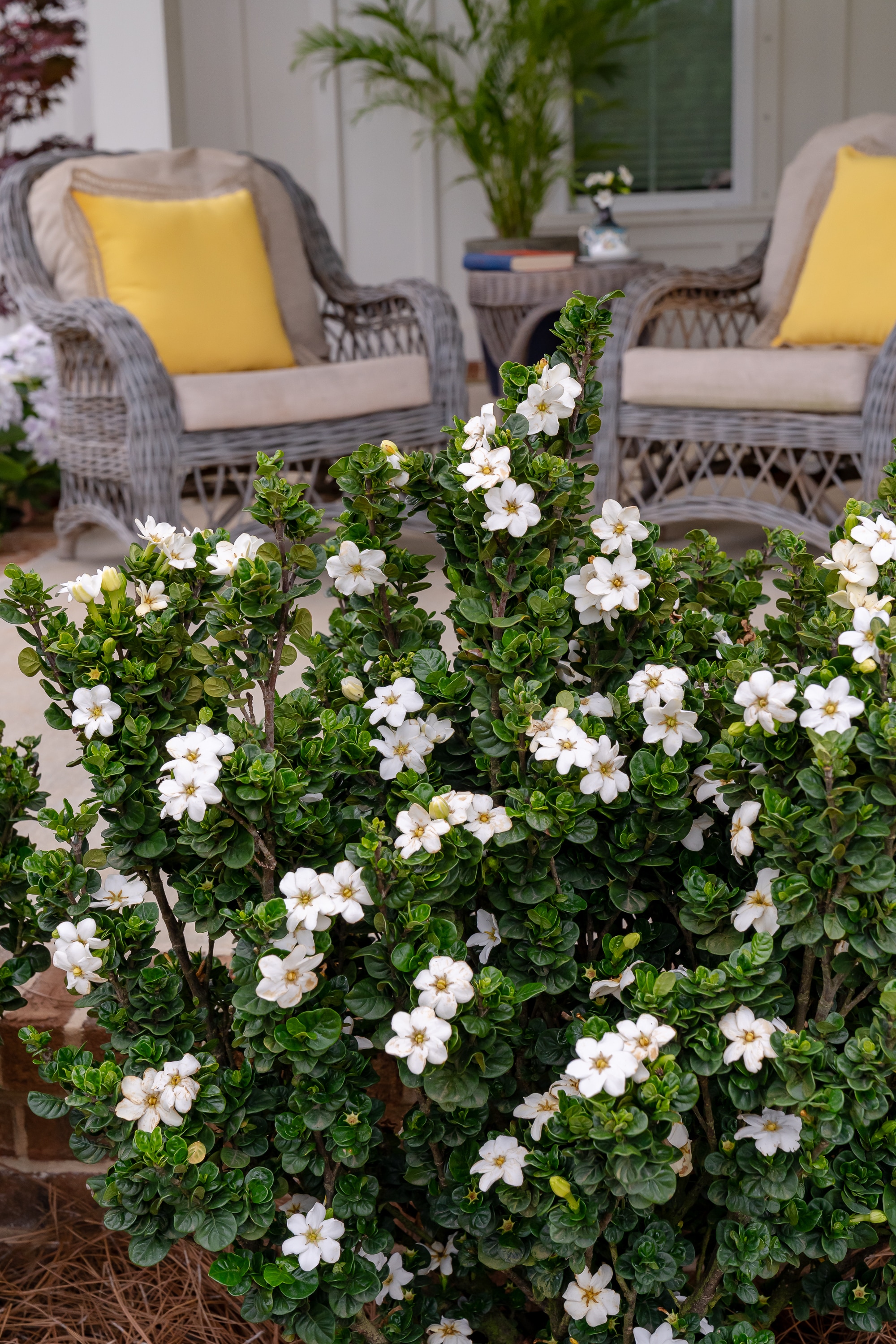 Southern Living Plant Collection 86552-1 shrubs - View #12