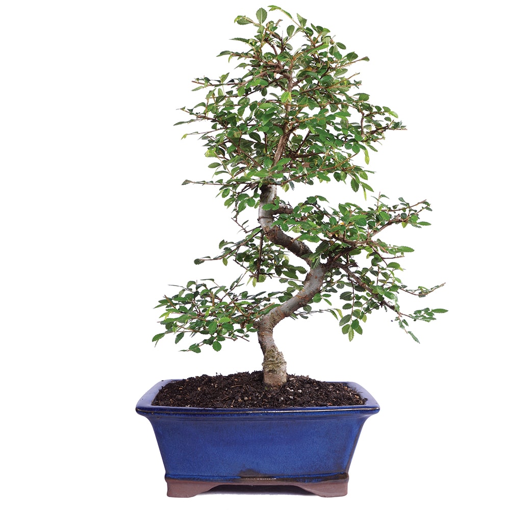 Brussel's Bonsai CT9006CE trees - View #6