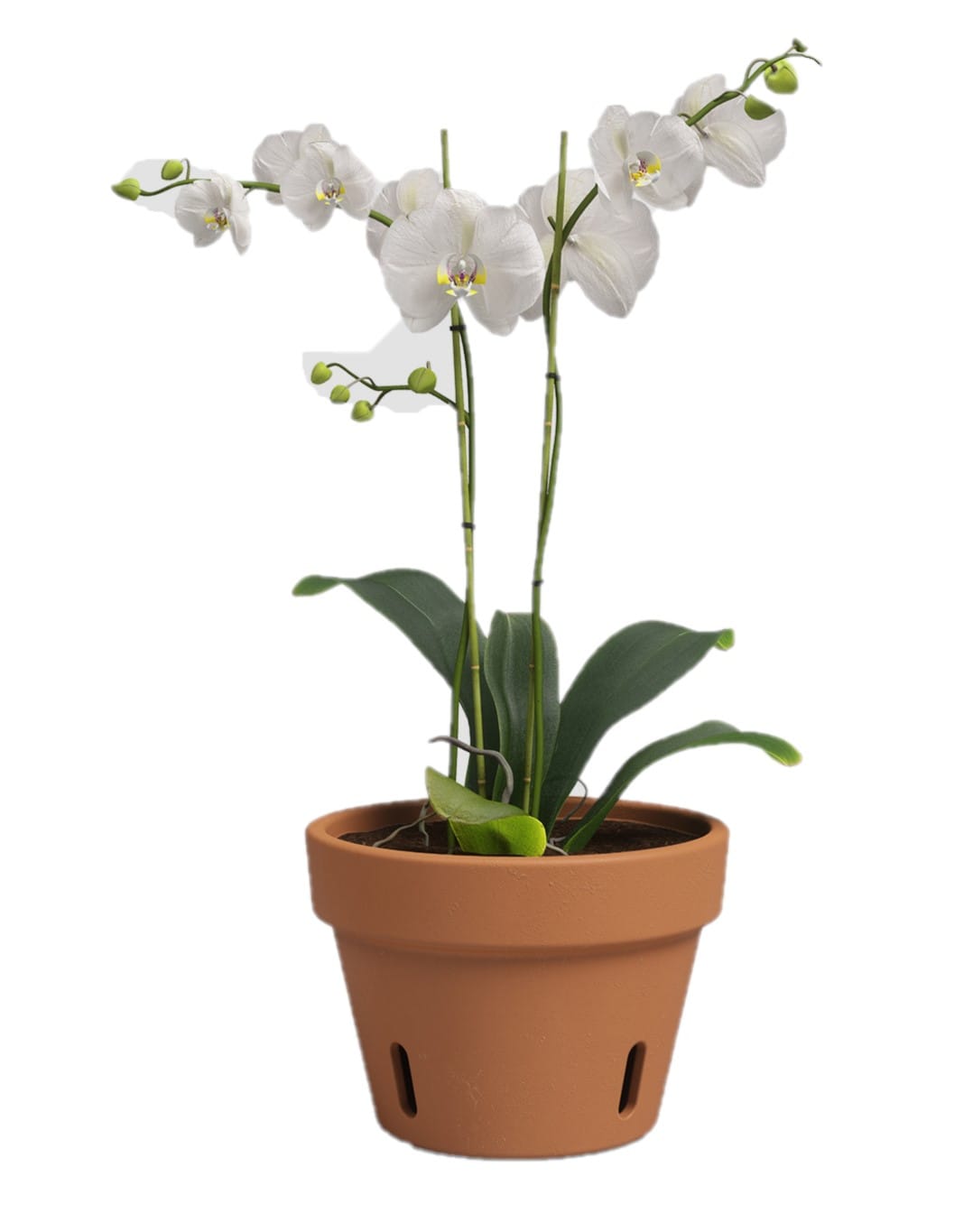 Artevasi DP-ORP-7617 Planter-Window-Box - View #3