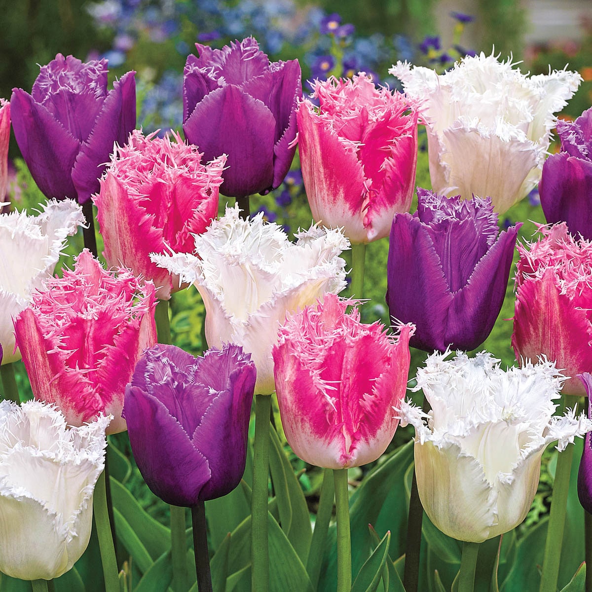 Breck's 04907 Multicolor Ice Crystal Trio Tulip Bulbs 10 Pack