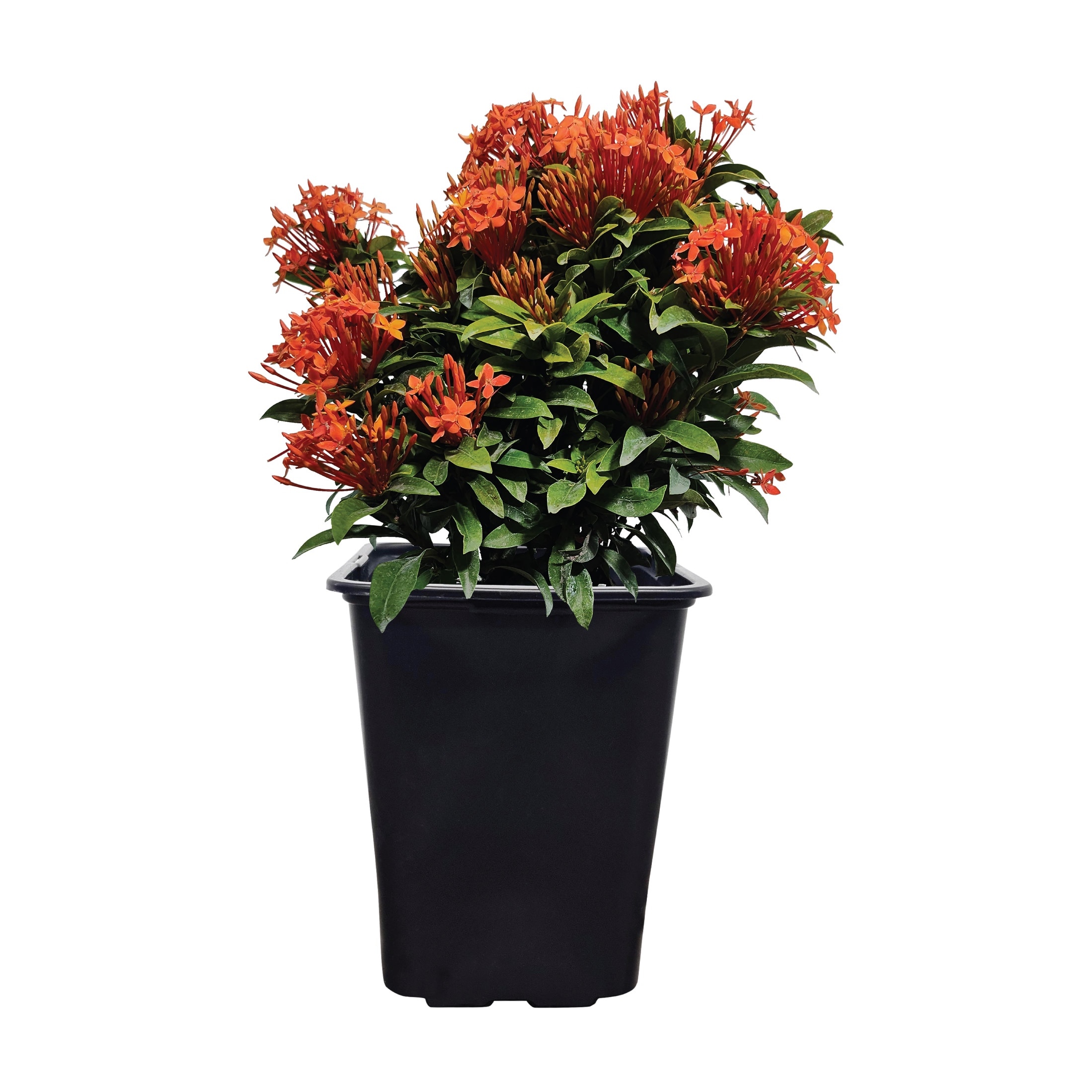 Nature's Way Farms - 2 -Quart Ixora Dwarf Taiwanese Flowering Shrub with Orange Blooms 1 -Pack