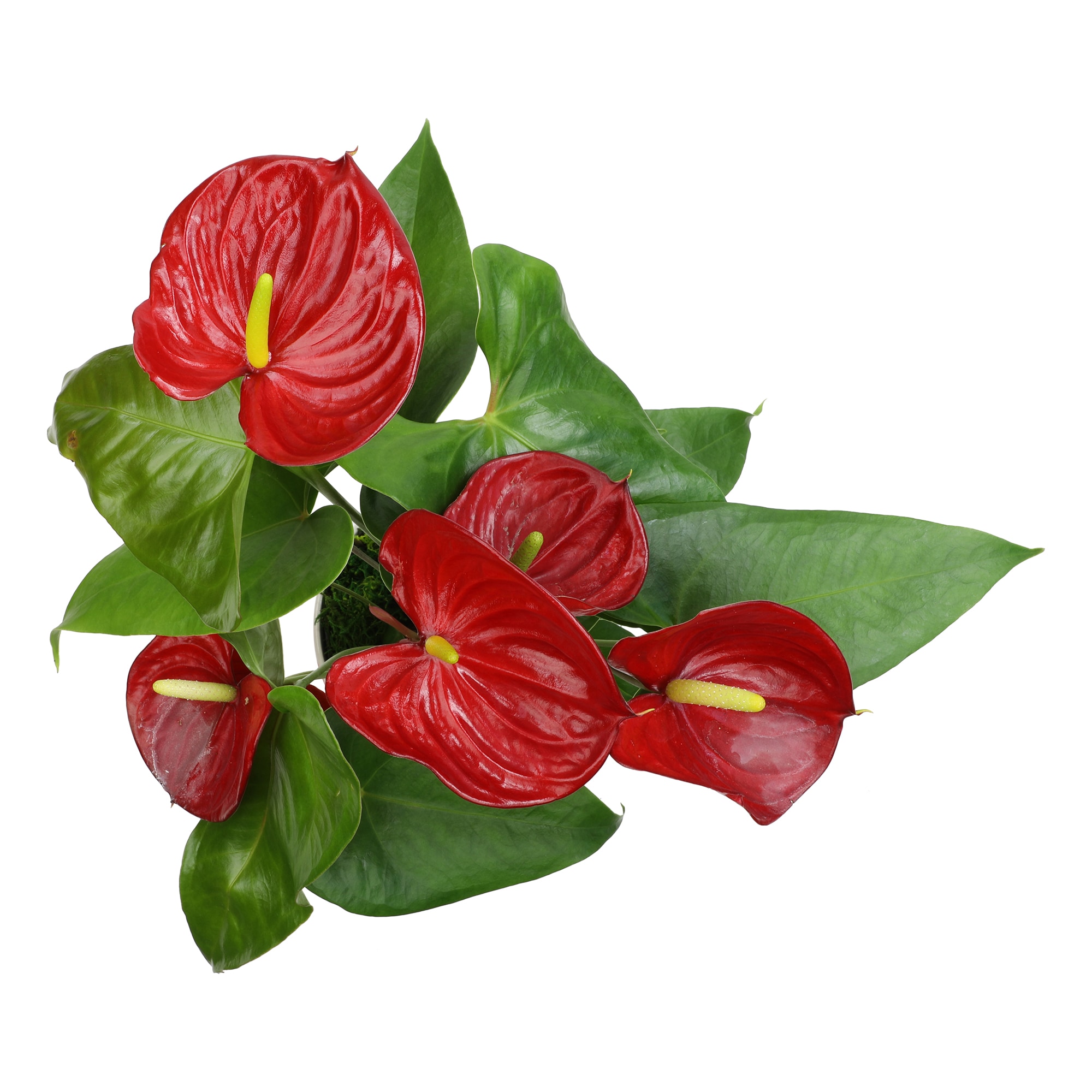 Altman Plants 0873014 hseplants - View #2