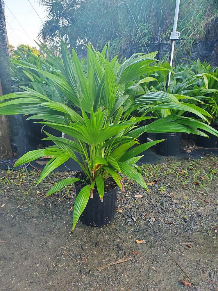 Lowe's 380088 6.5 -Gallon No flowers Chinese Windmill Palm Pot