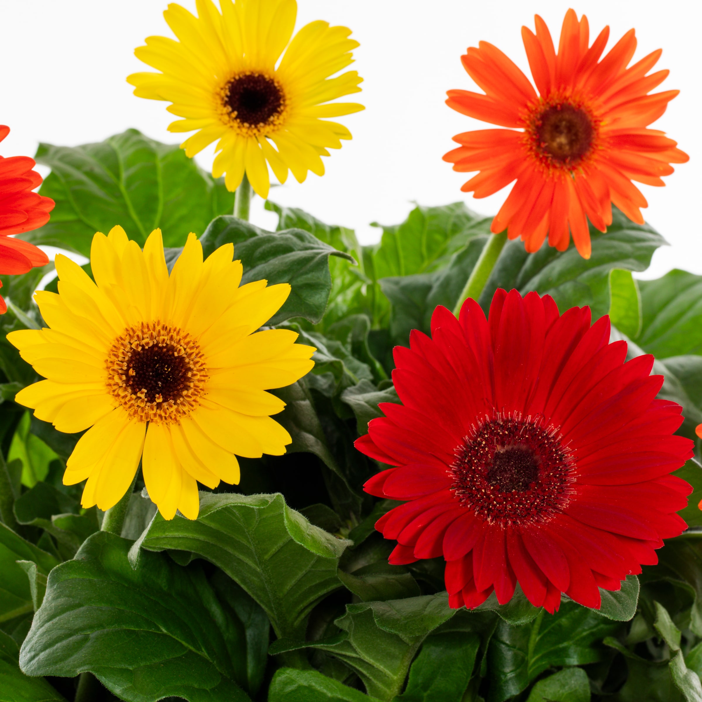Lowe's 229844 annuals - View #6