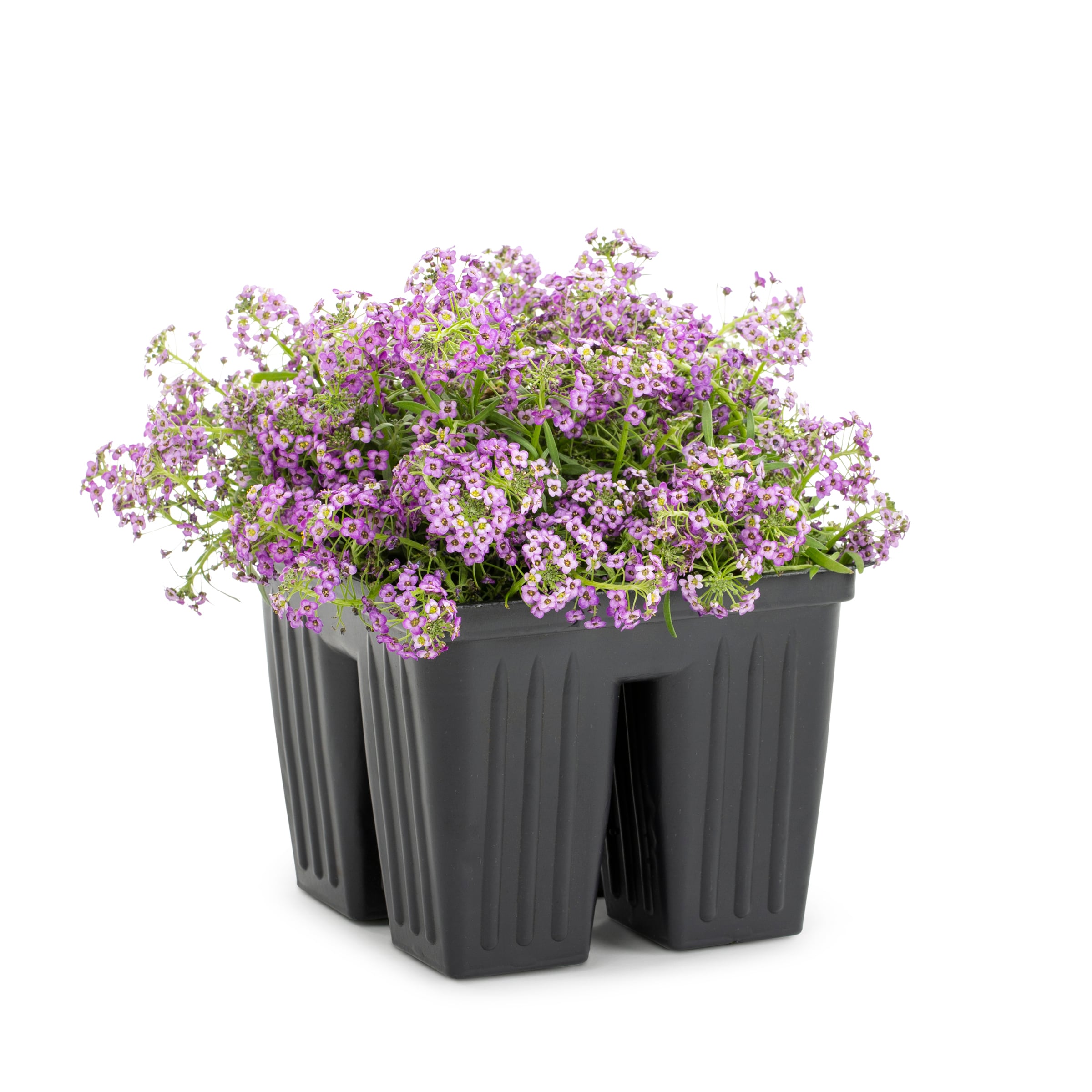 Lowe's NURSERY Multicolor Alyssum in 4-Pack Tray