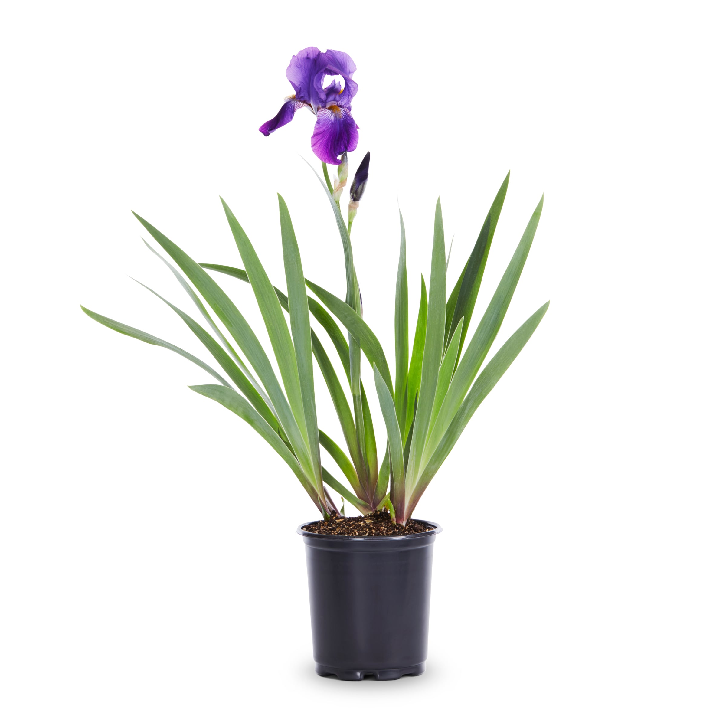 Lowe's NURSERY Iris Plant in 2.5 -Quart