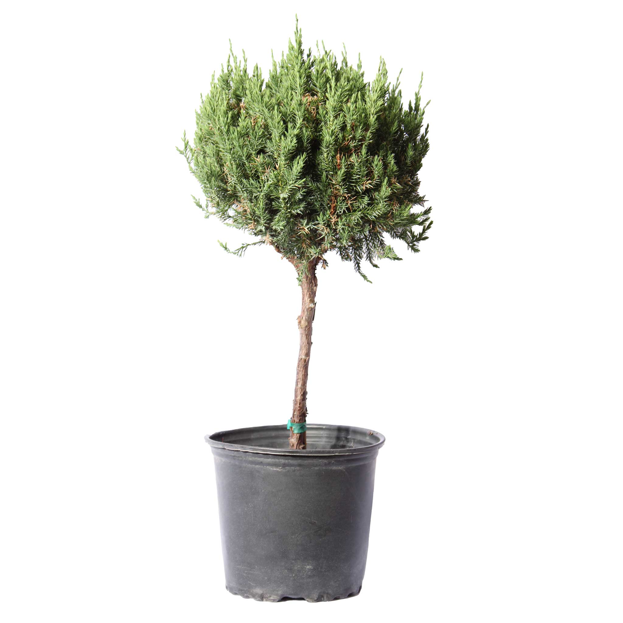 The Sill 00840559817984 trees - View #4