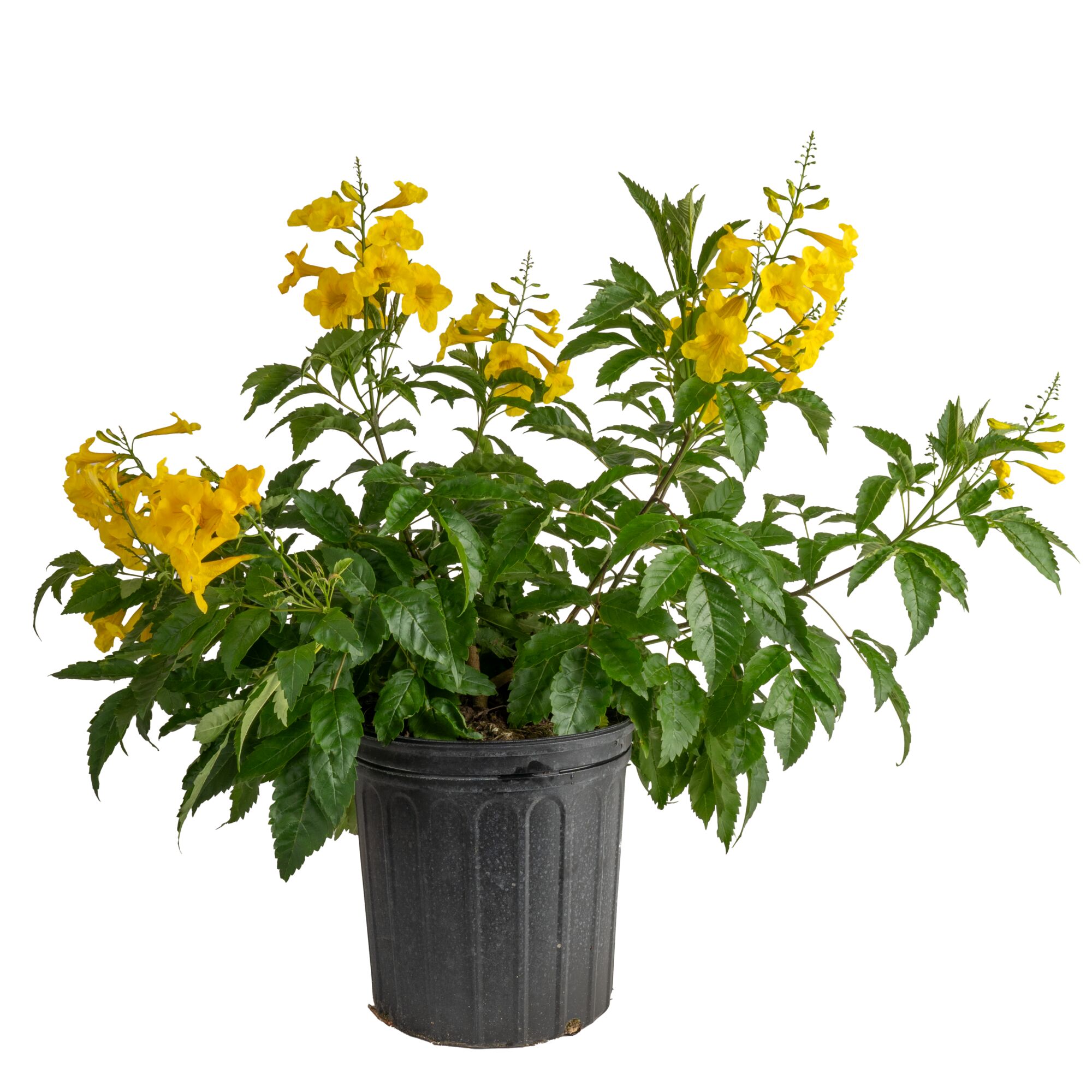 Costa Farms L-TAE-G-POT-01-LW Tecomaria Esperanza Flowering Shrub in 2 -Gallon Pot 1 -Pack
