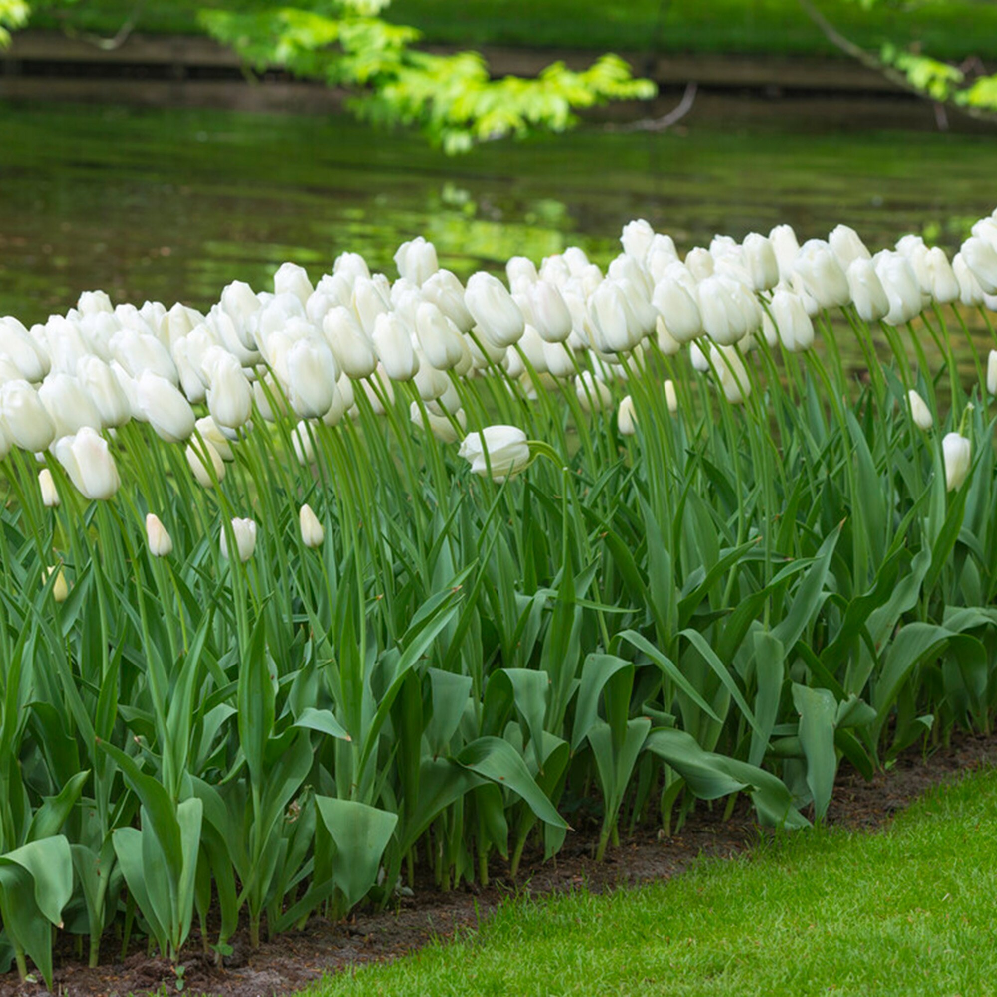 Garden State Bulb ECF-52-25-01 Plant-Bulbs - View #6